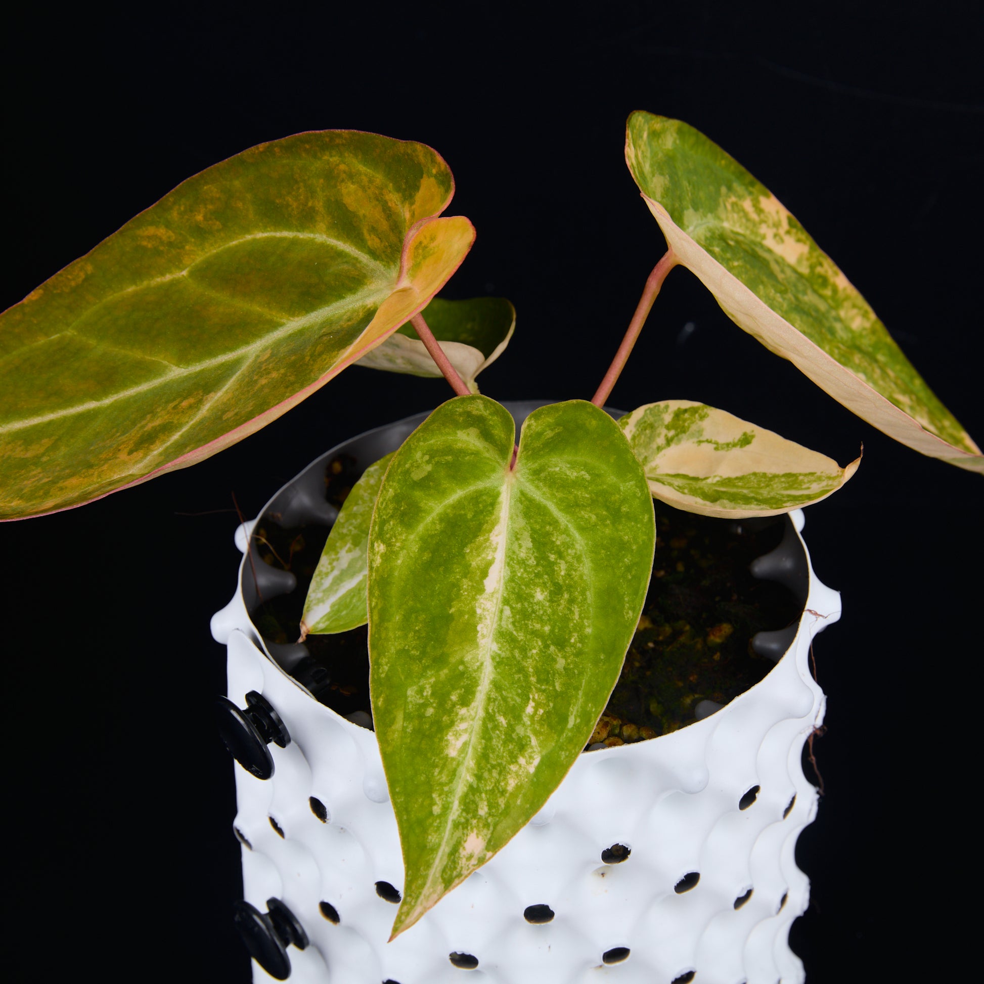 Anthurium 'AM2(Sunset)' x hoffmannii A