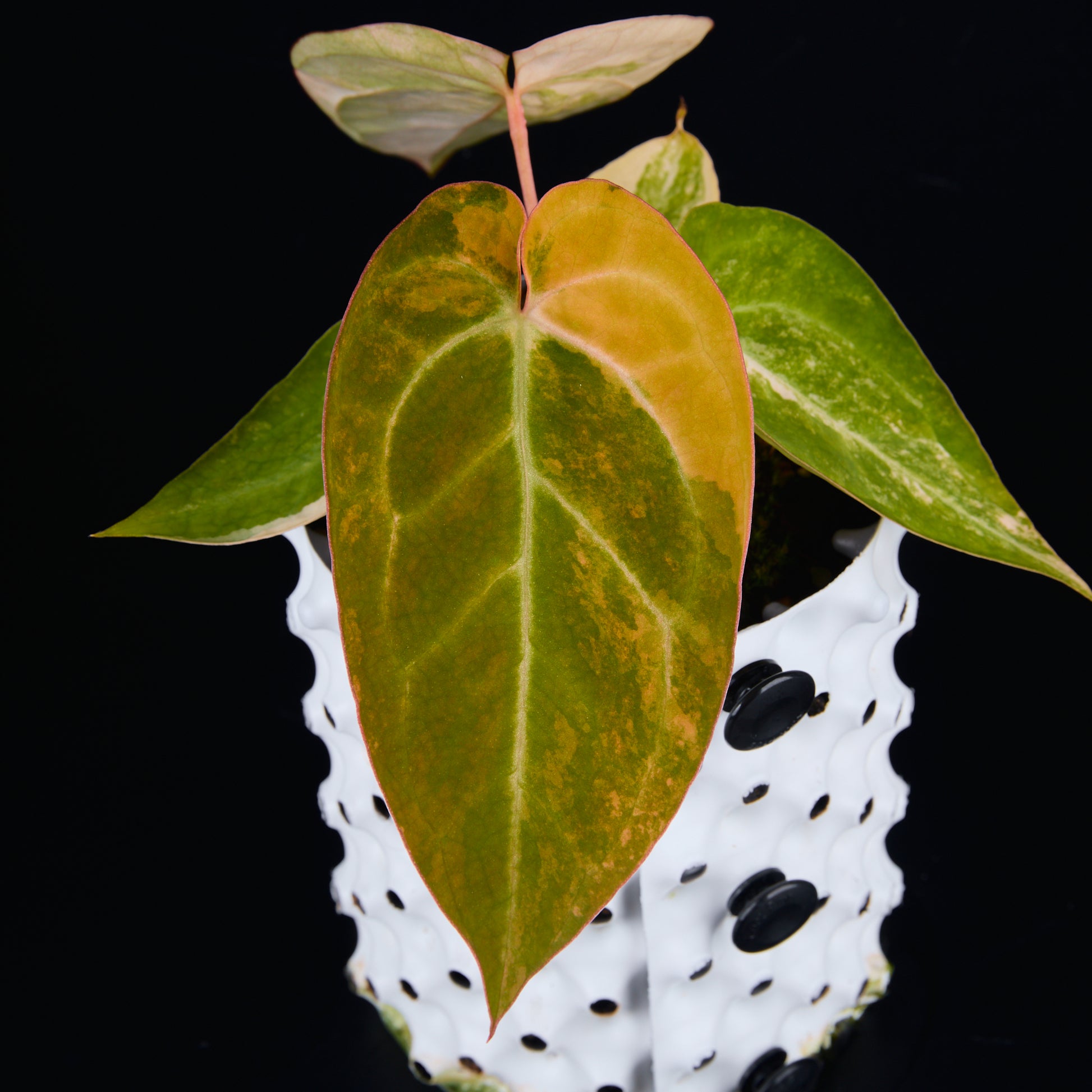 Anthurium 'AM2(Sunset)' x hoffmannii A