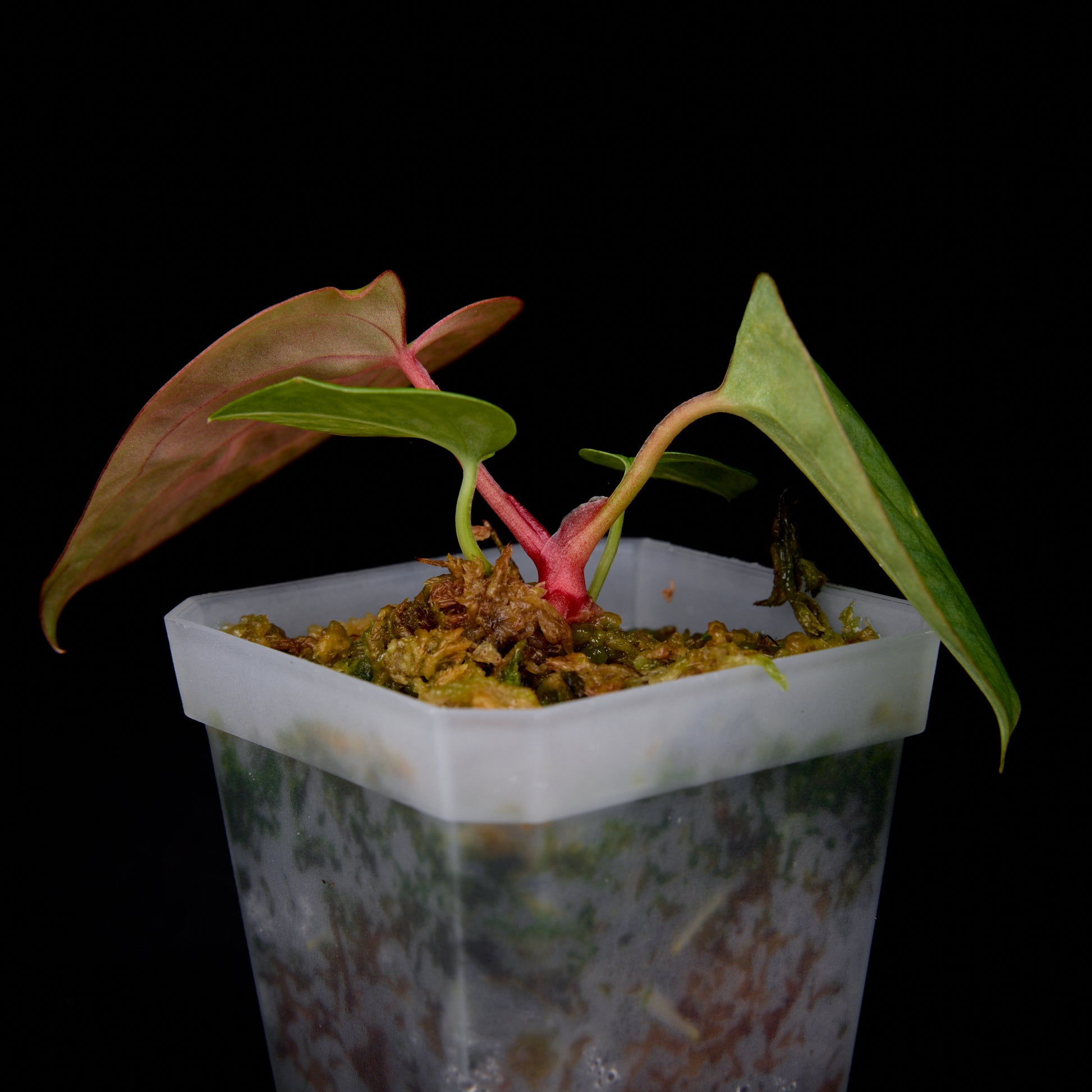 Anthurium Phoenix x Ree Gardens pap. seedlings #3