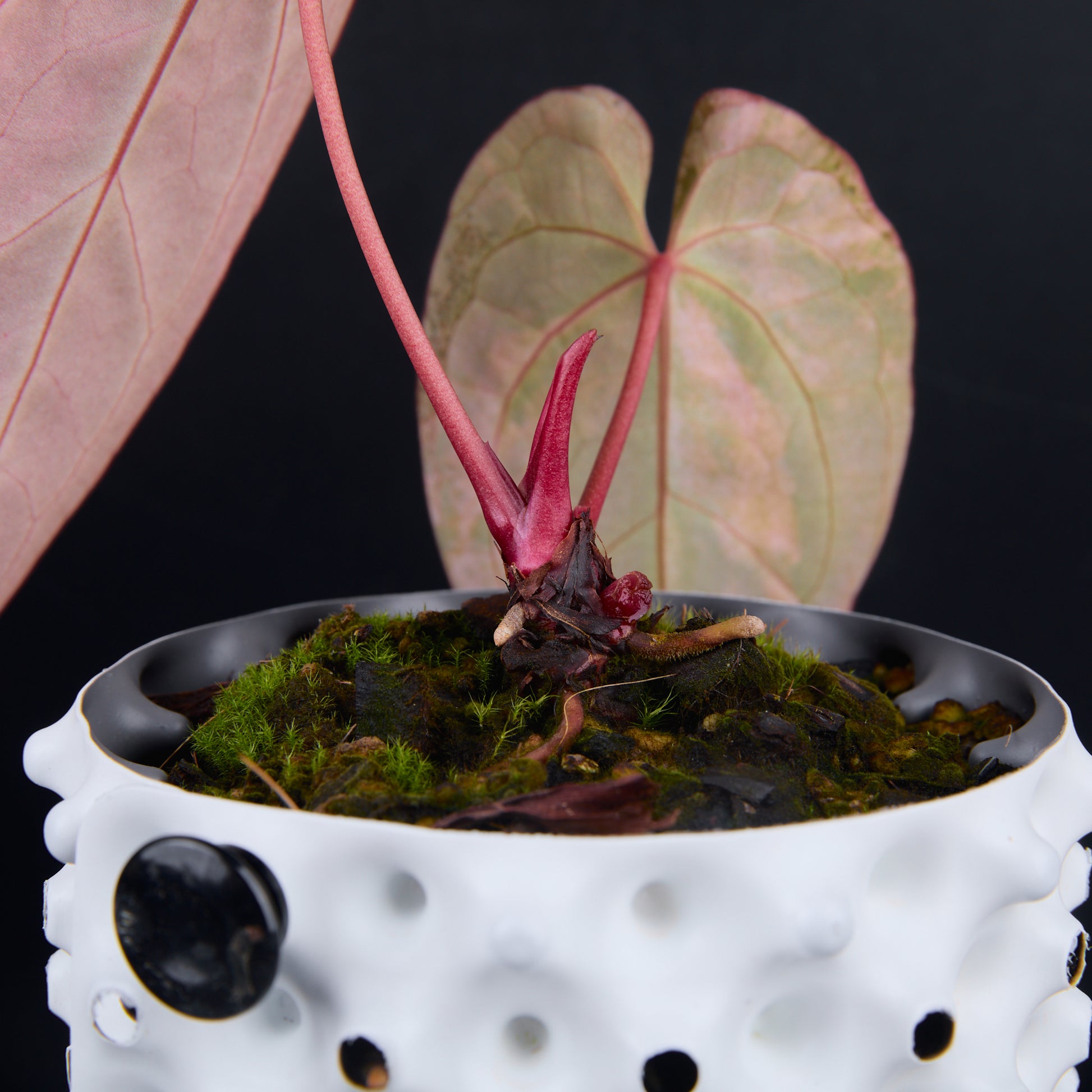 Anthurium 'AM2(Sunset)' x silver blush A