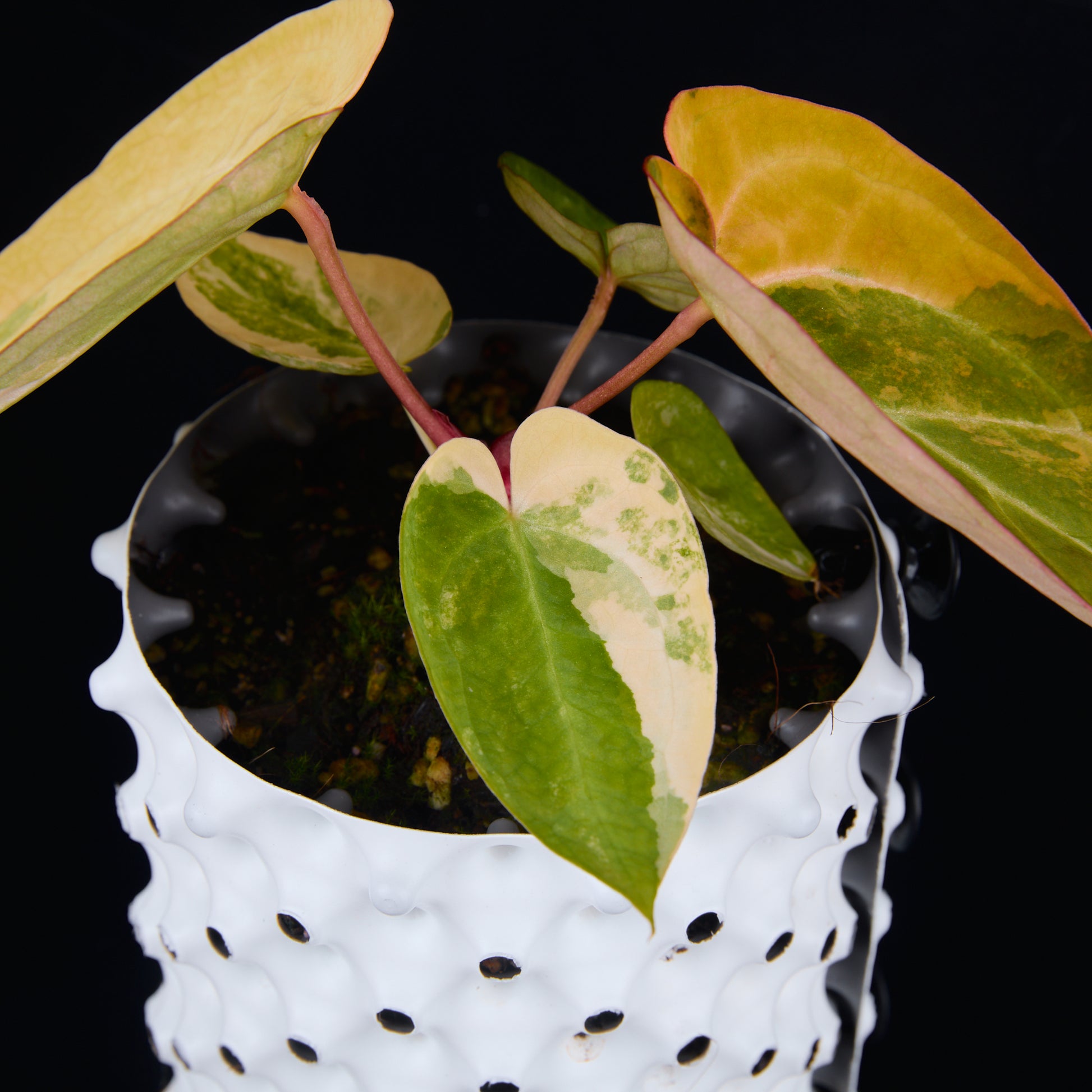 Anthurium 'AM2(Sunset)' x hoffmannii A