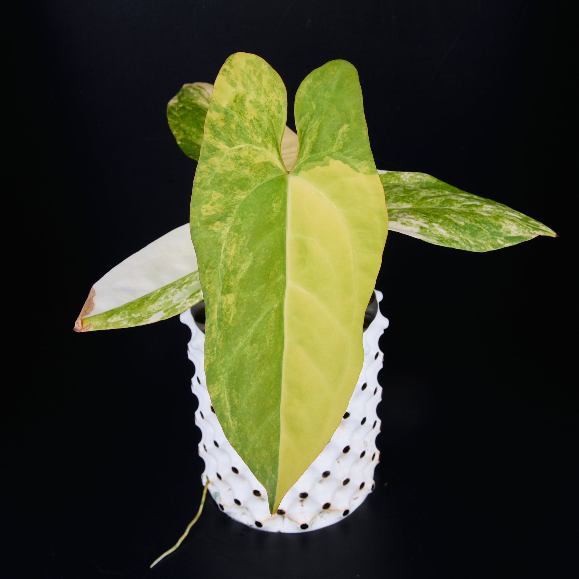 Anthurium 'AM1(Kaiser)' x subsignatum A