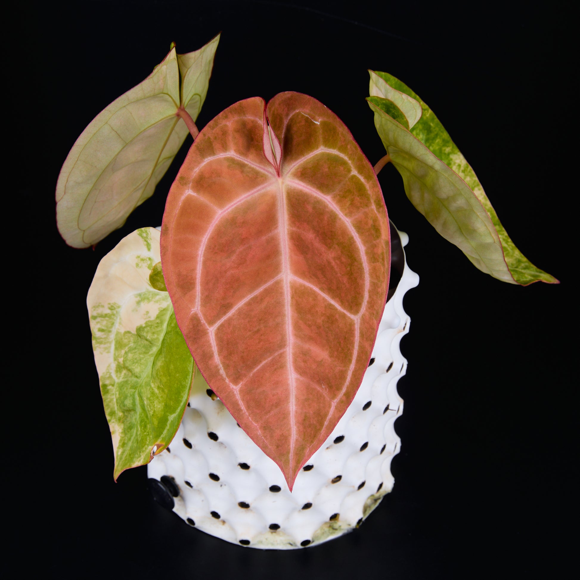Anthurium 'AM2(Sunset)' A