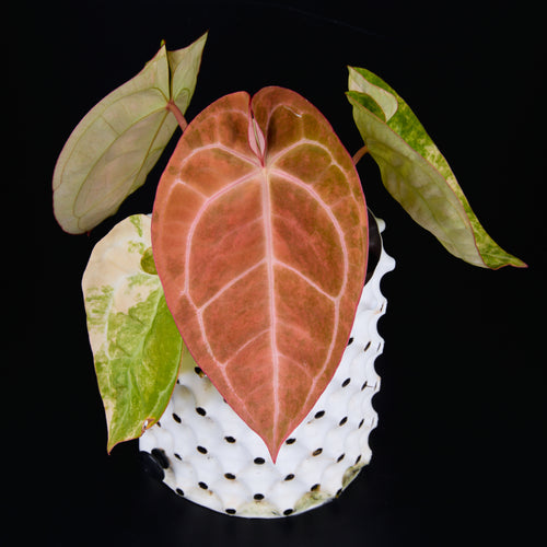 Anthurium 'AM2(Sunset)' A