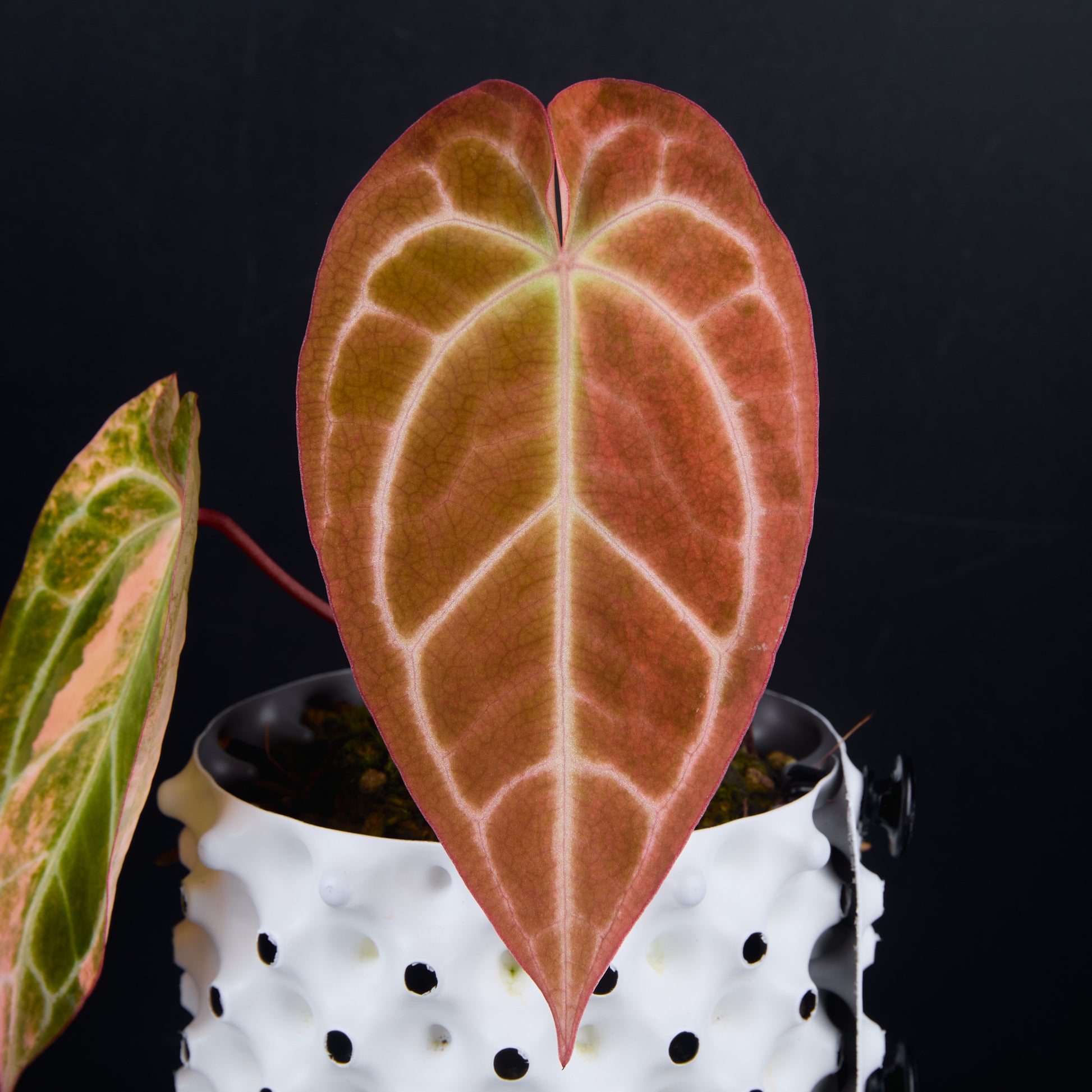 Anthurium 'AM2(Sunset)' x silver blush A