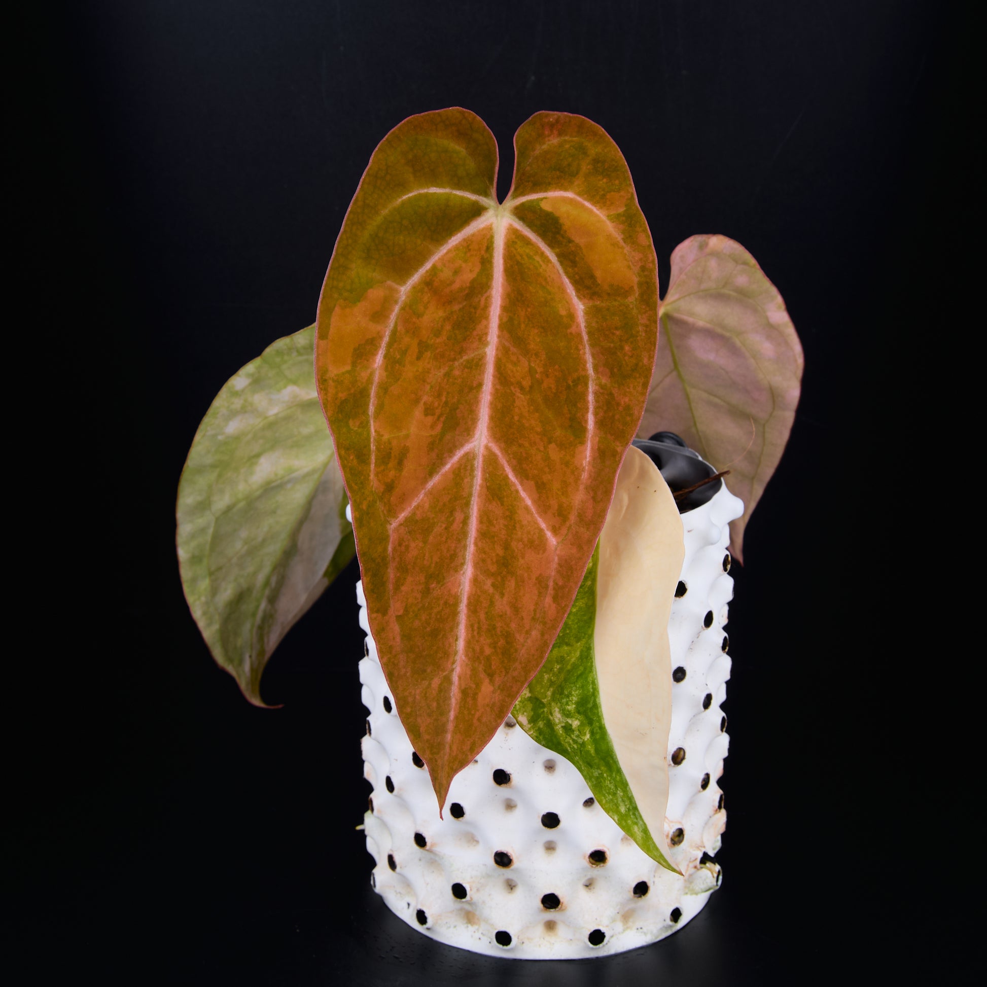 Anthurium 'AM2(Sunset)' x AOS A