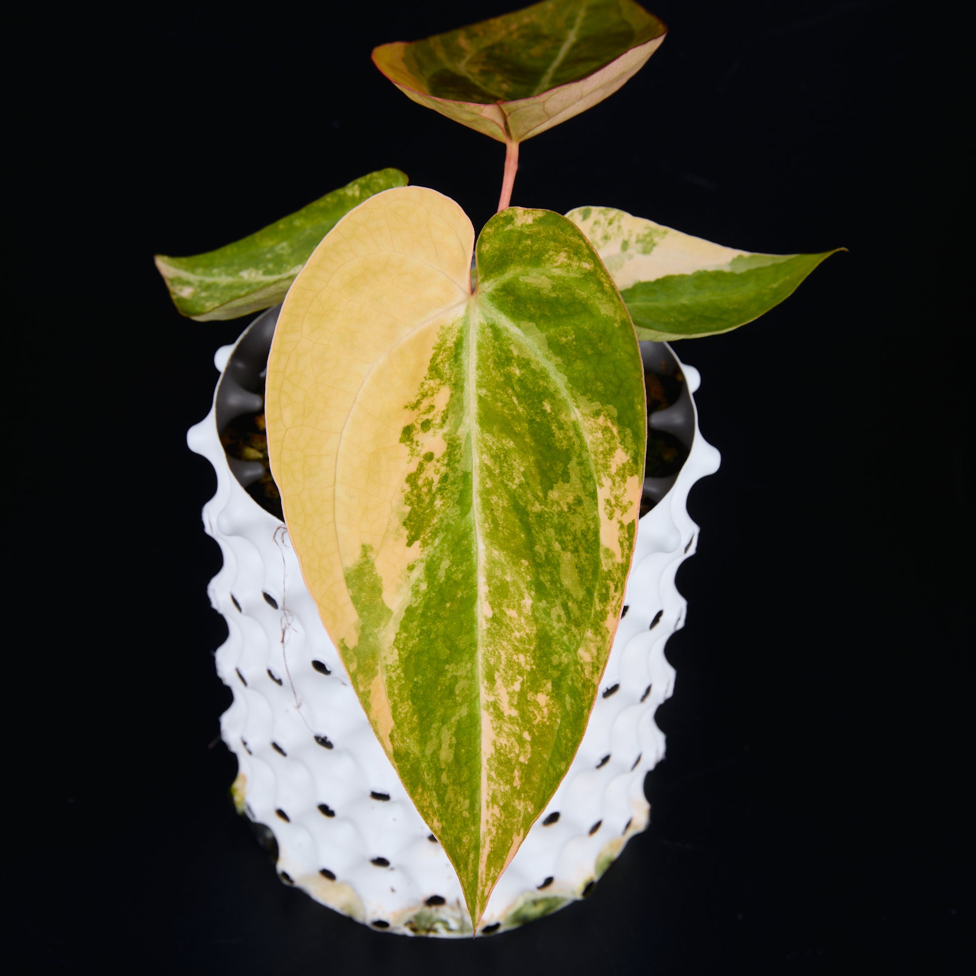 Anthurium 'AM2(Sunset)' x hoffmannii A