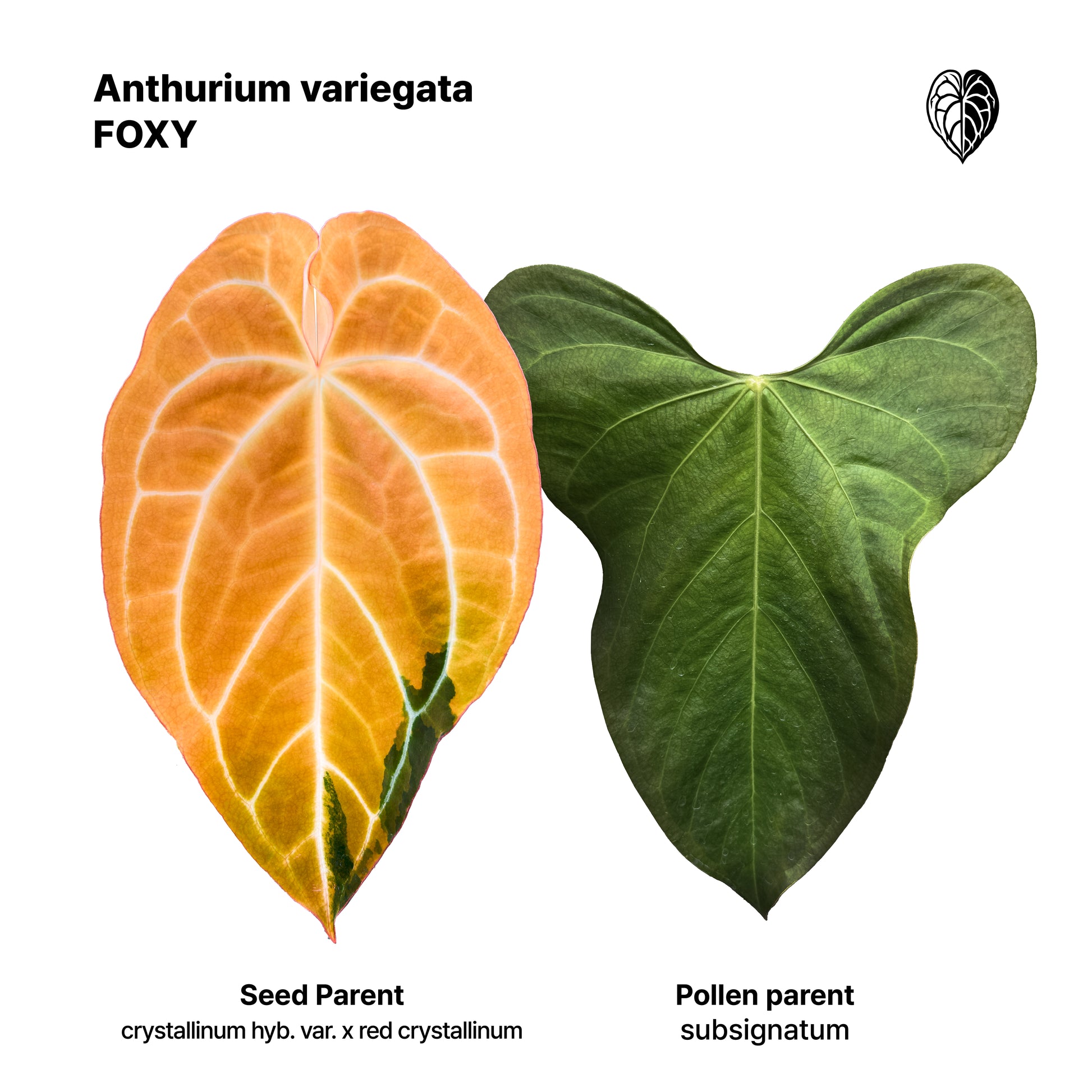 Anthurium 'AM3(Foxy)' seedlings 2