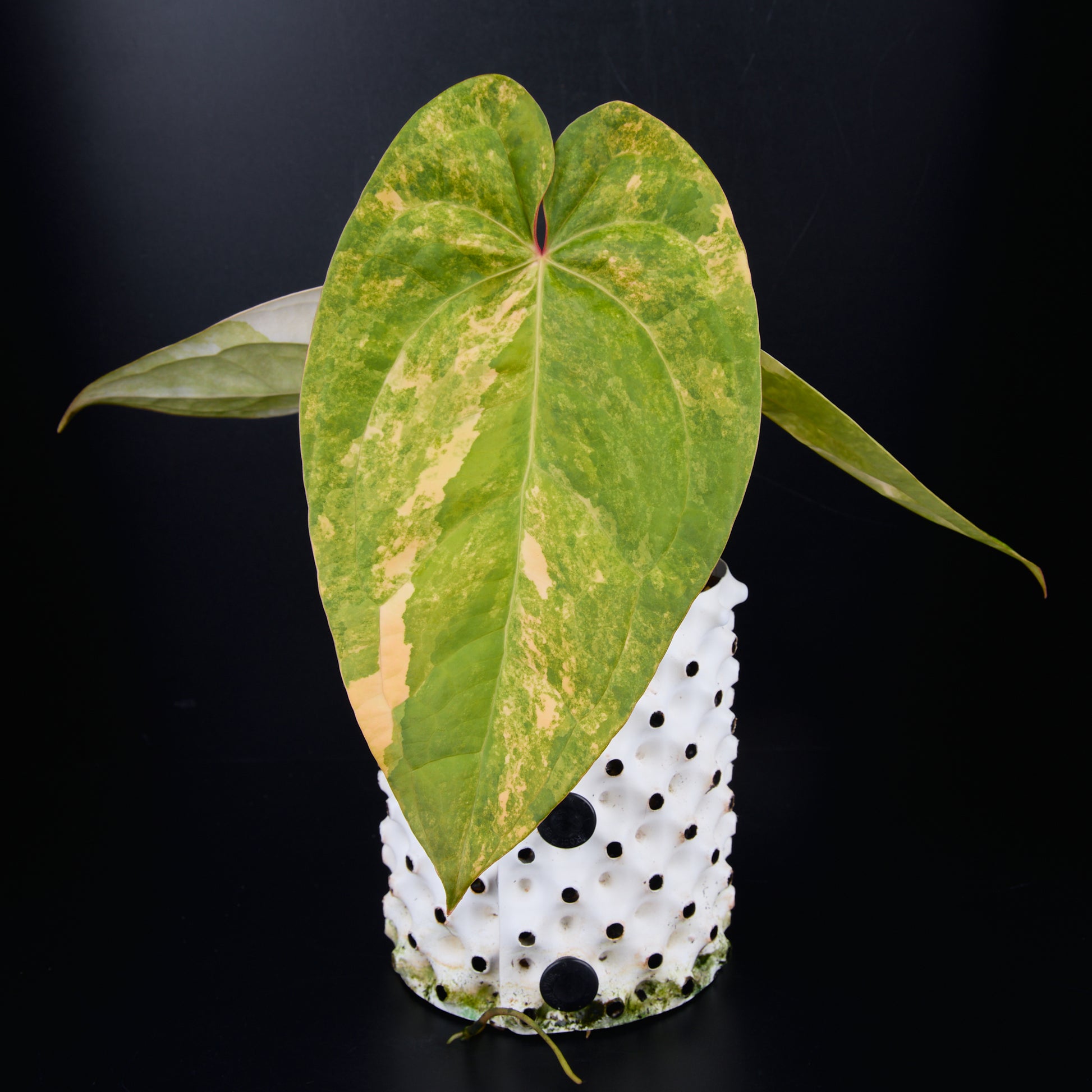 Anthurium 'AM1(Kaiser)' x magnificum B