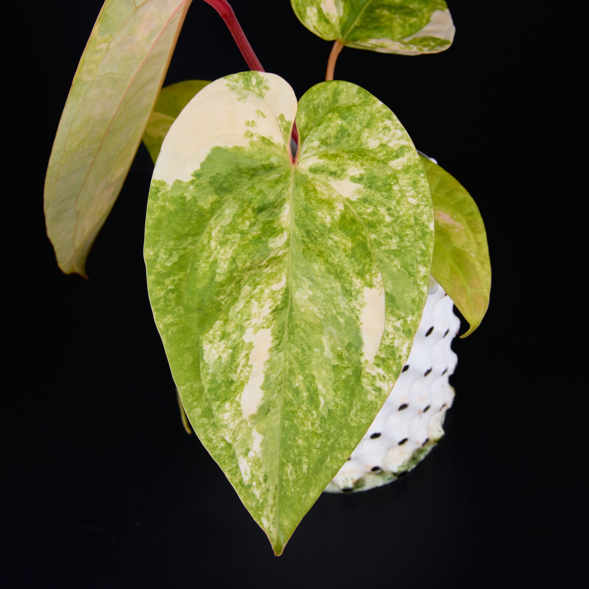 Anthurium 'AM1(Kaiser)' x magnificum B