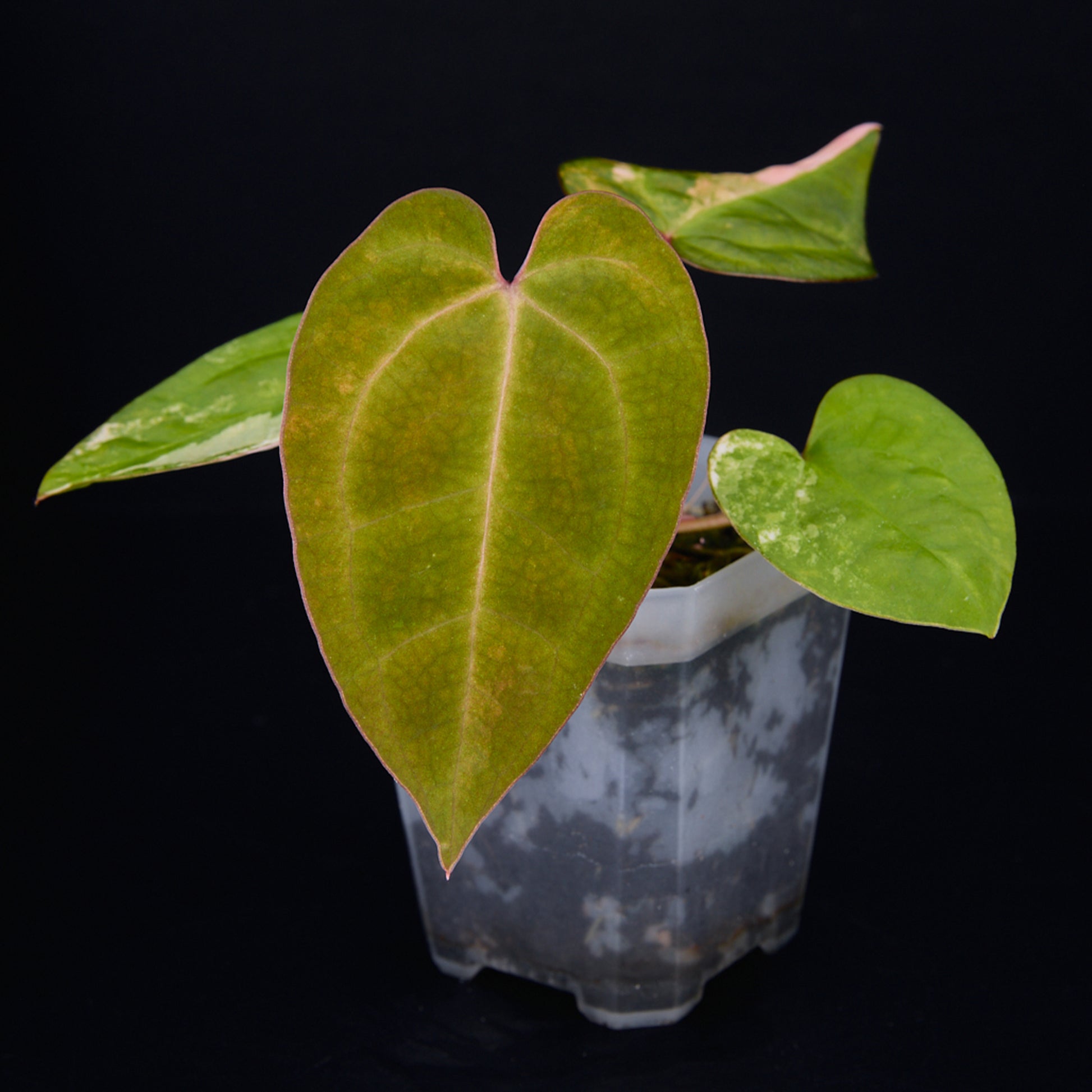 Anthurium 'AM2(Sunset)' x AOS Seedlings