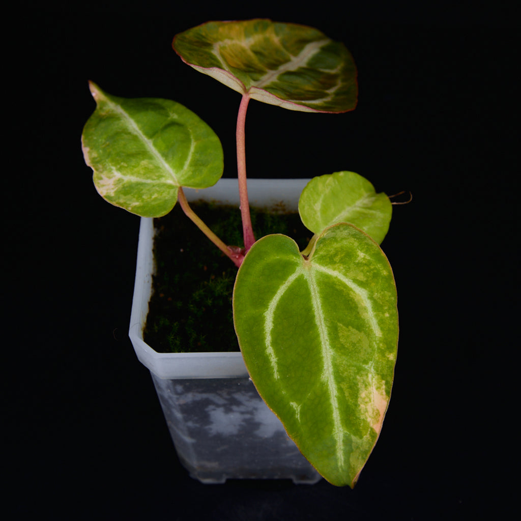 Anthurium 'AM2(Sunset)' Seedlings