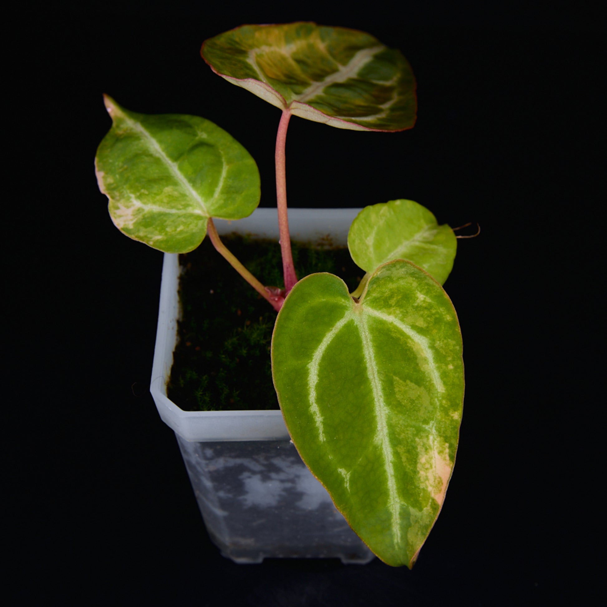 Anthurium 'AM2(Sunset)' Seedlings