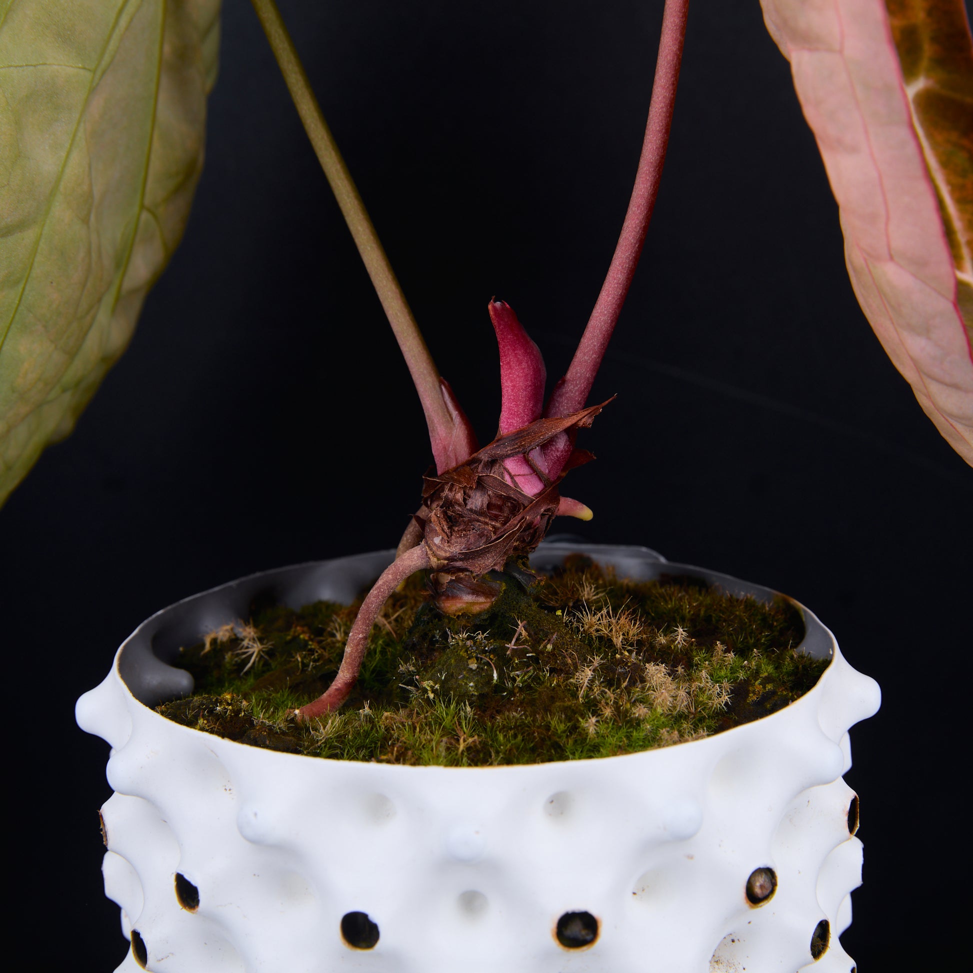 Anthurium 'AM2(Sunset)' B