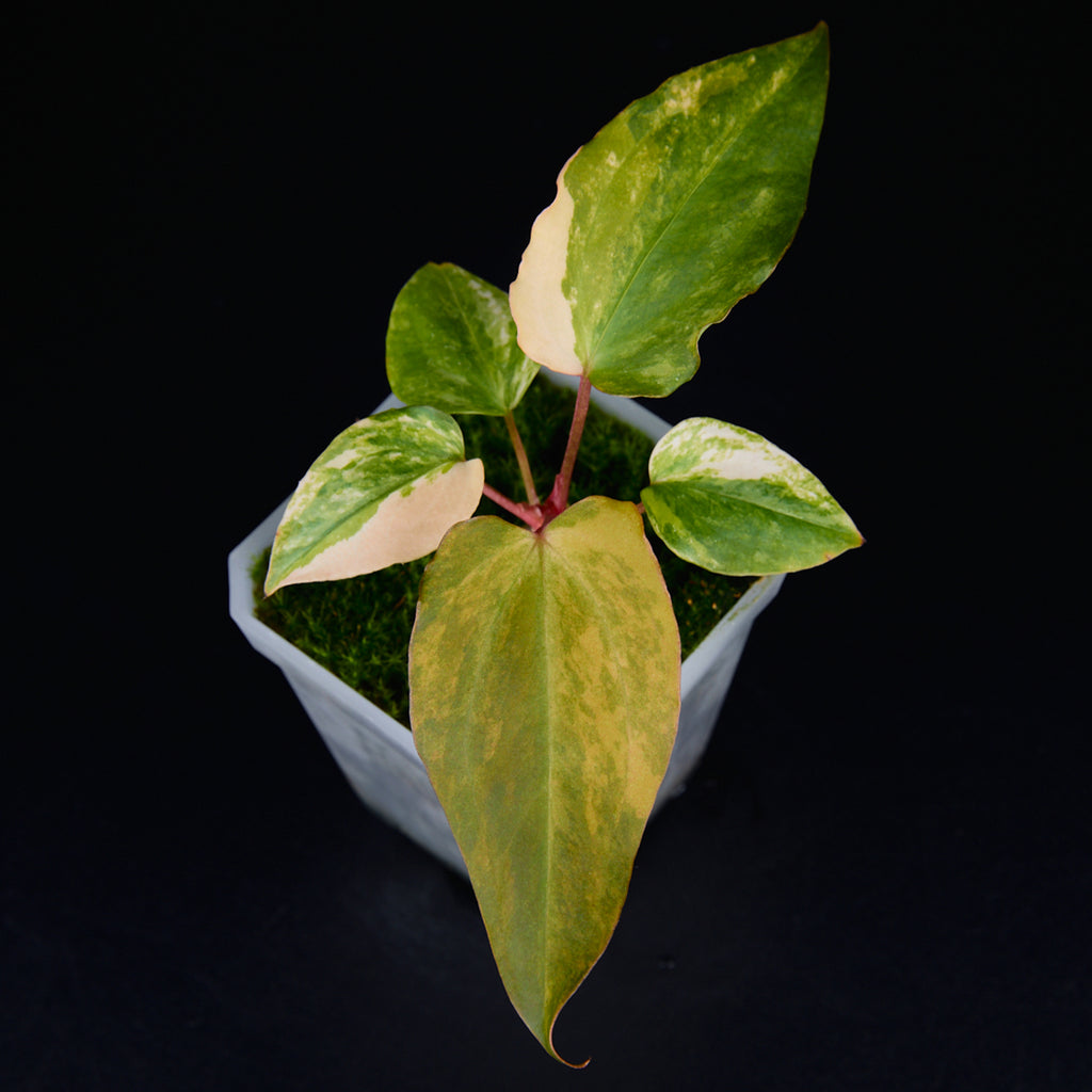 Anthurium 'AM2(Sunset)' x subsignatum Seedlings