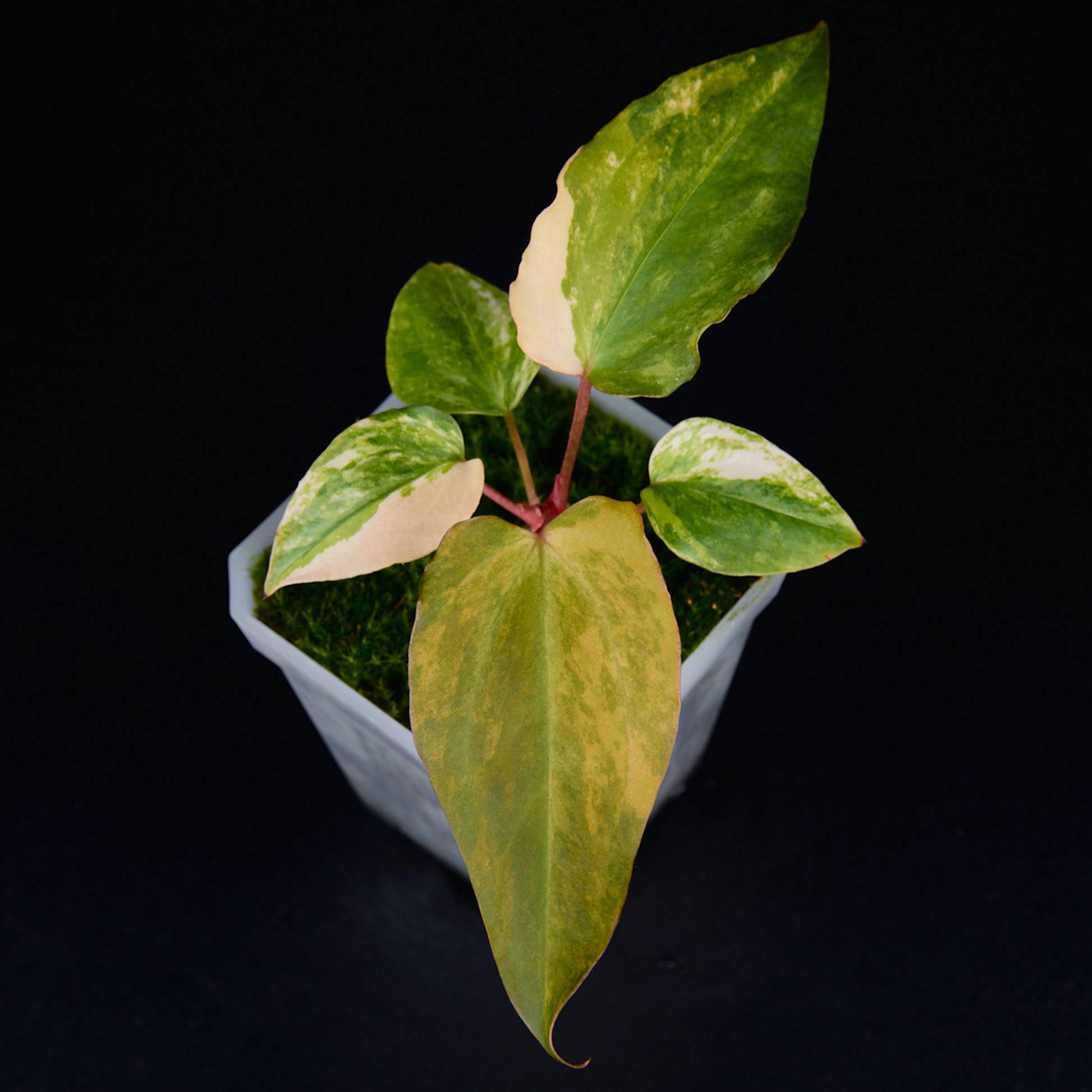 Anthurium 'AM2(Sunset)' x subsignatum Seedlings