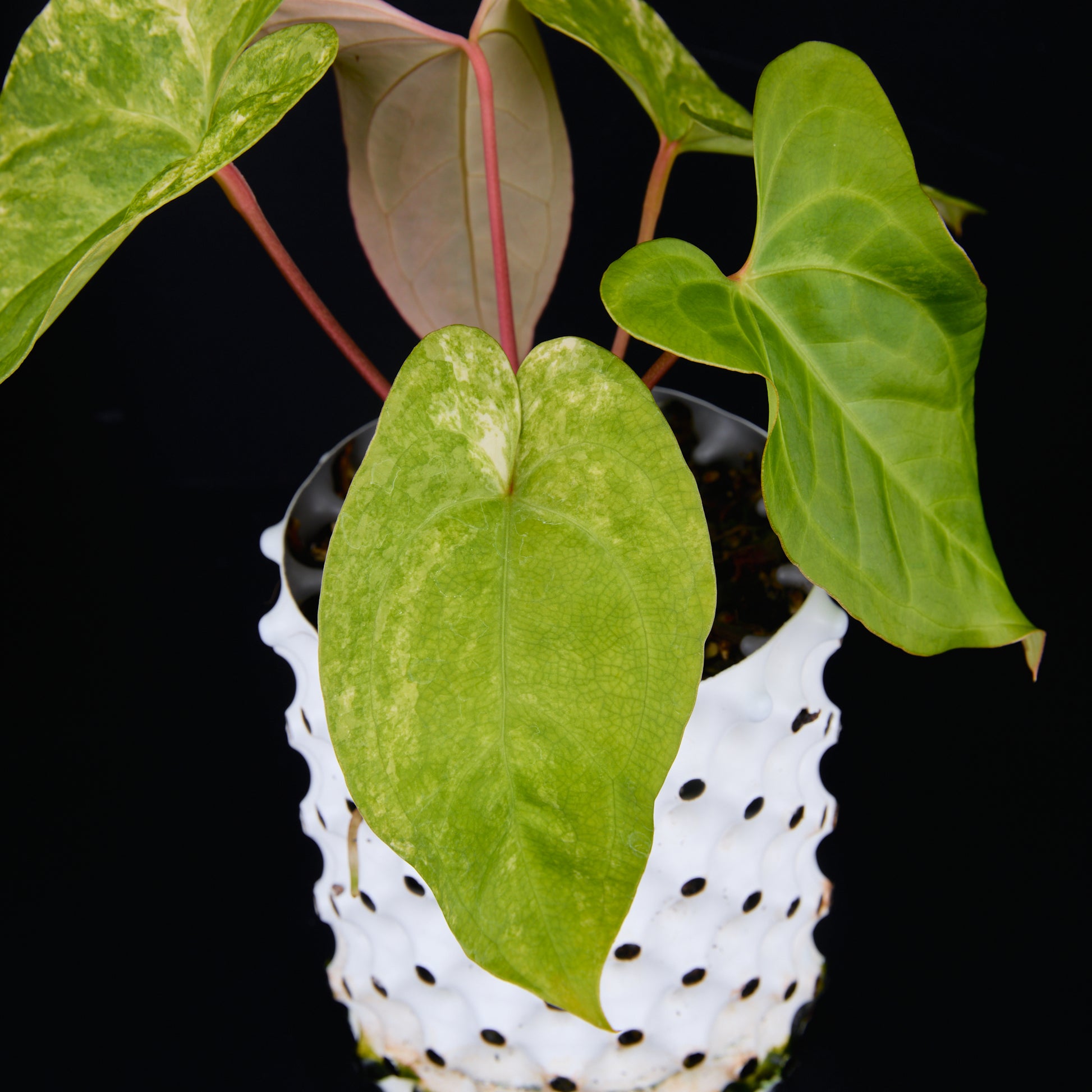 Anthurium 'AM1(Kaiser)' x subsignatum B