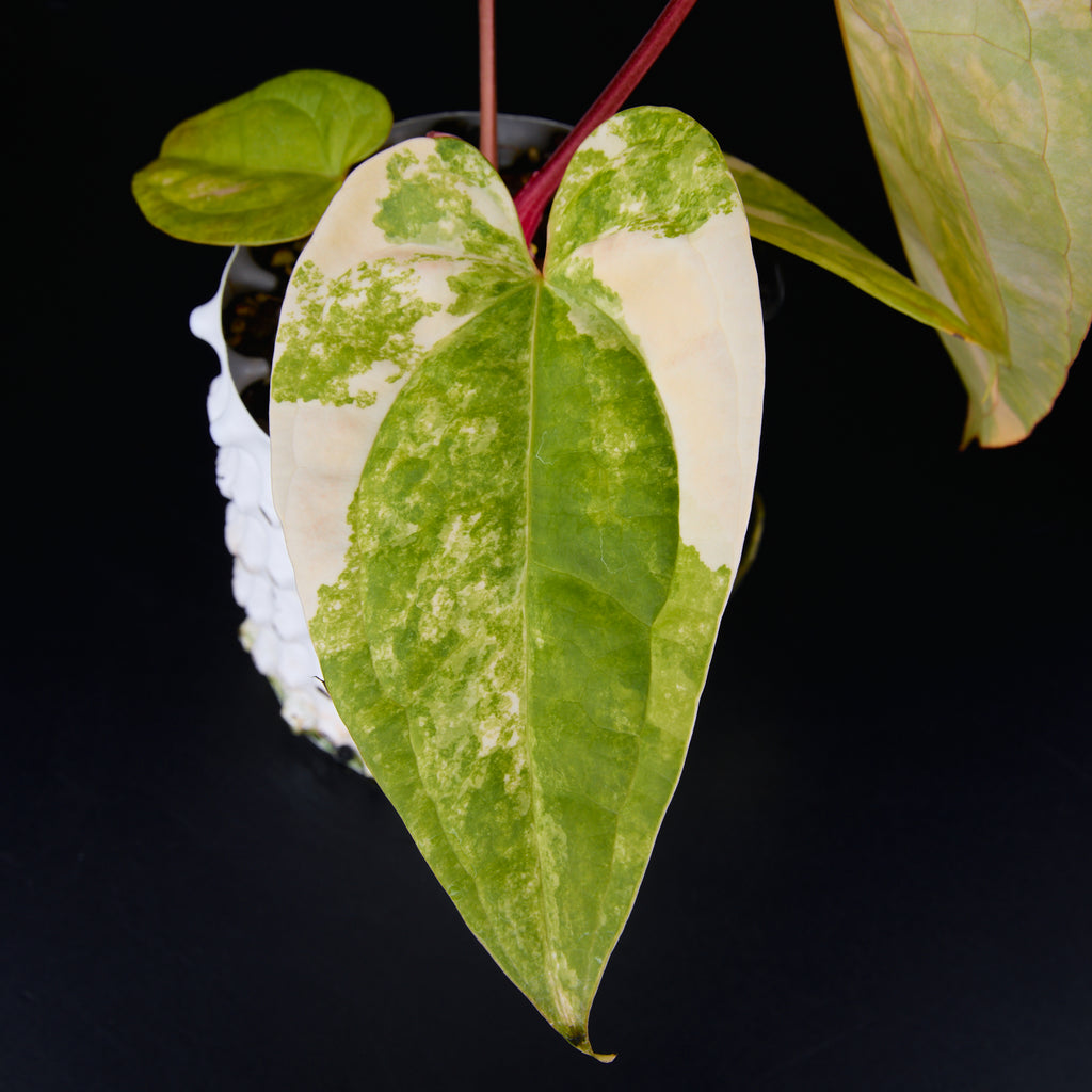 Anthurium 'AM1(Kaiser)' x magnificum B