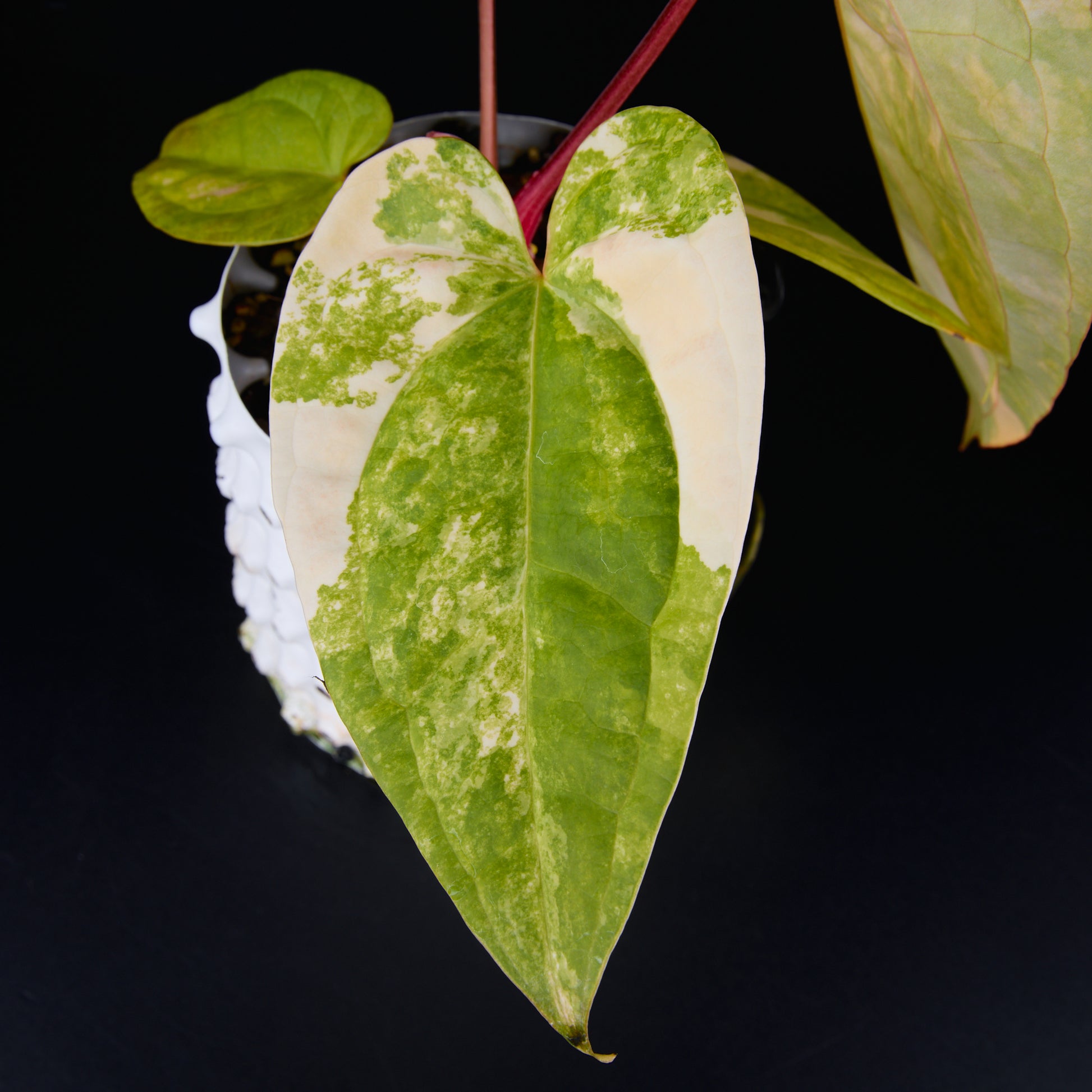 Anthurium 'AM1(Kaiser)' x magnificum B
