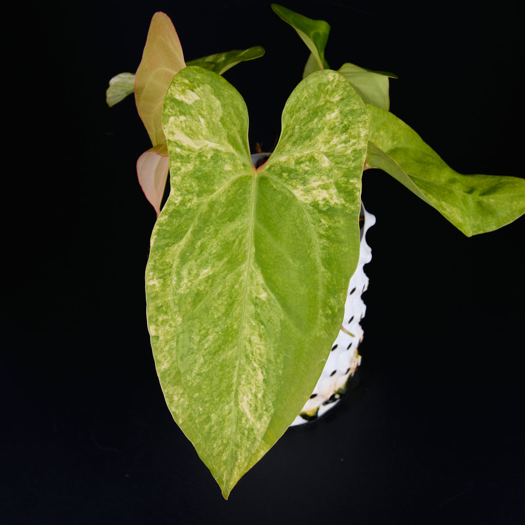 Anthurium 'AM1(Kaiser)' x subsignatum B