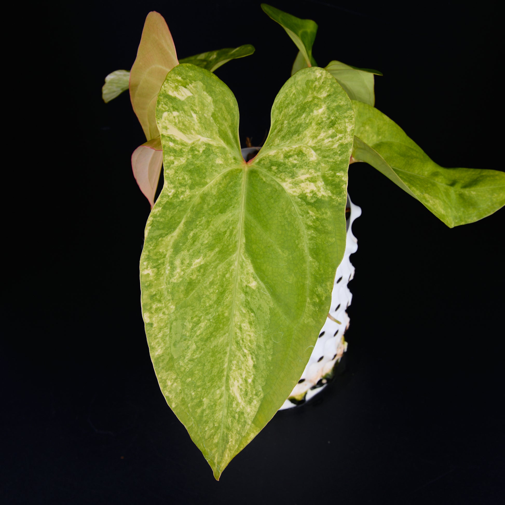 Anthurium 'AM1(Kaiser)' x subsignatum B