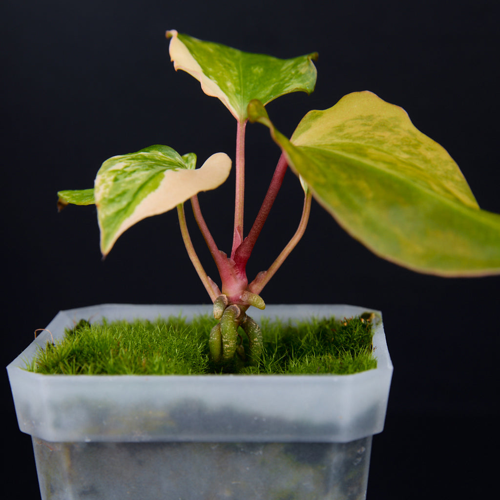 Anthurium 'AM2(Sunset)' x subsignatum Seedlings