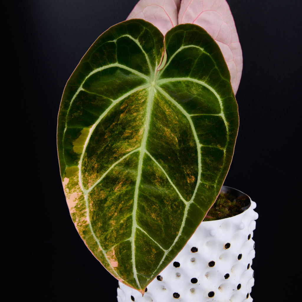 Anthurium 'AM2(Sunset)' B
