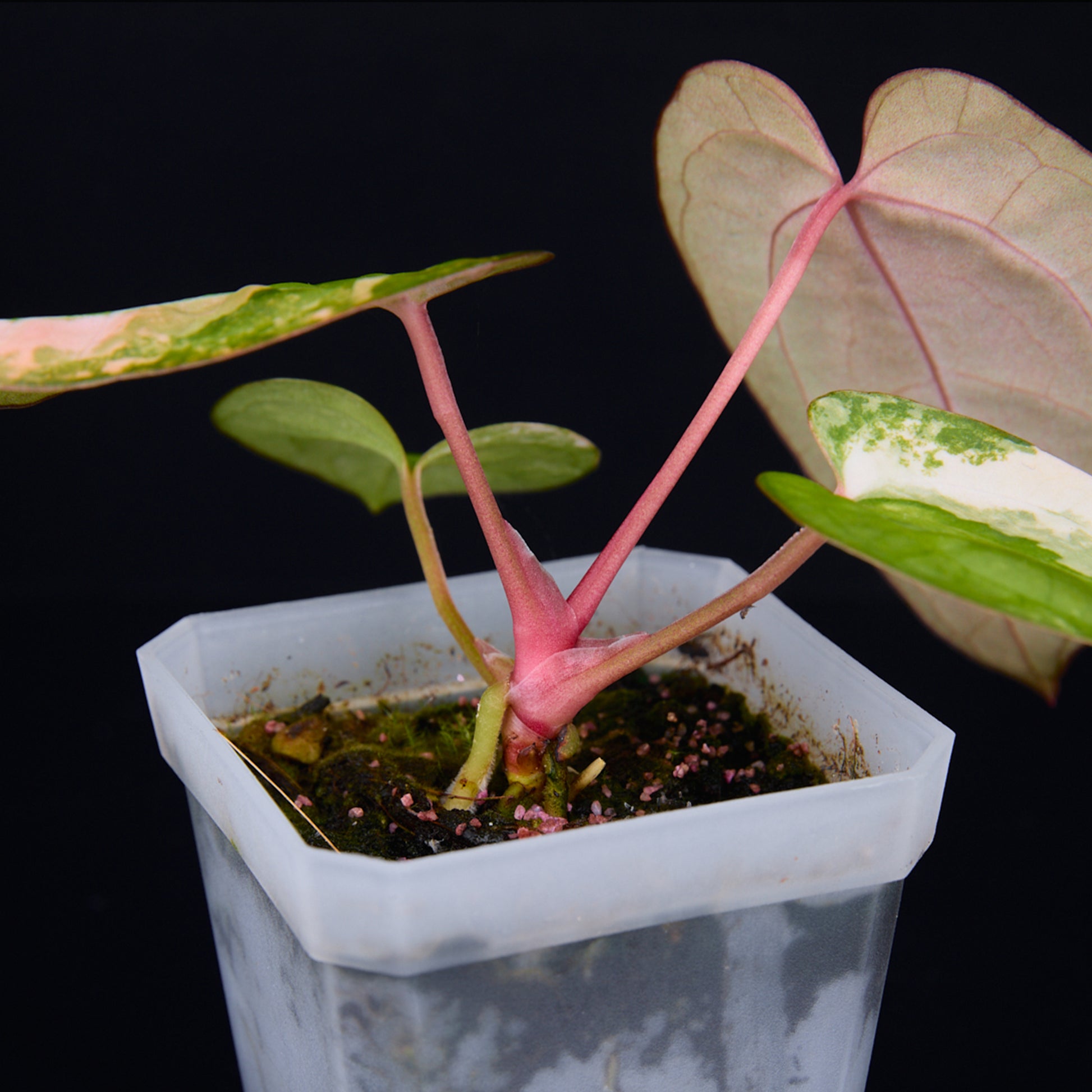 Anthurium 'AM2(Sunset)' x AOS Seedlings