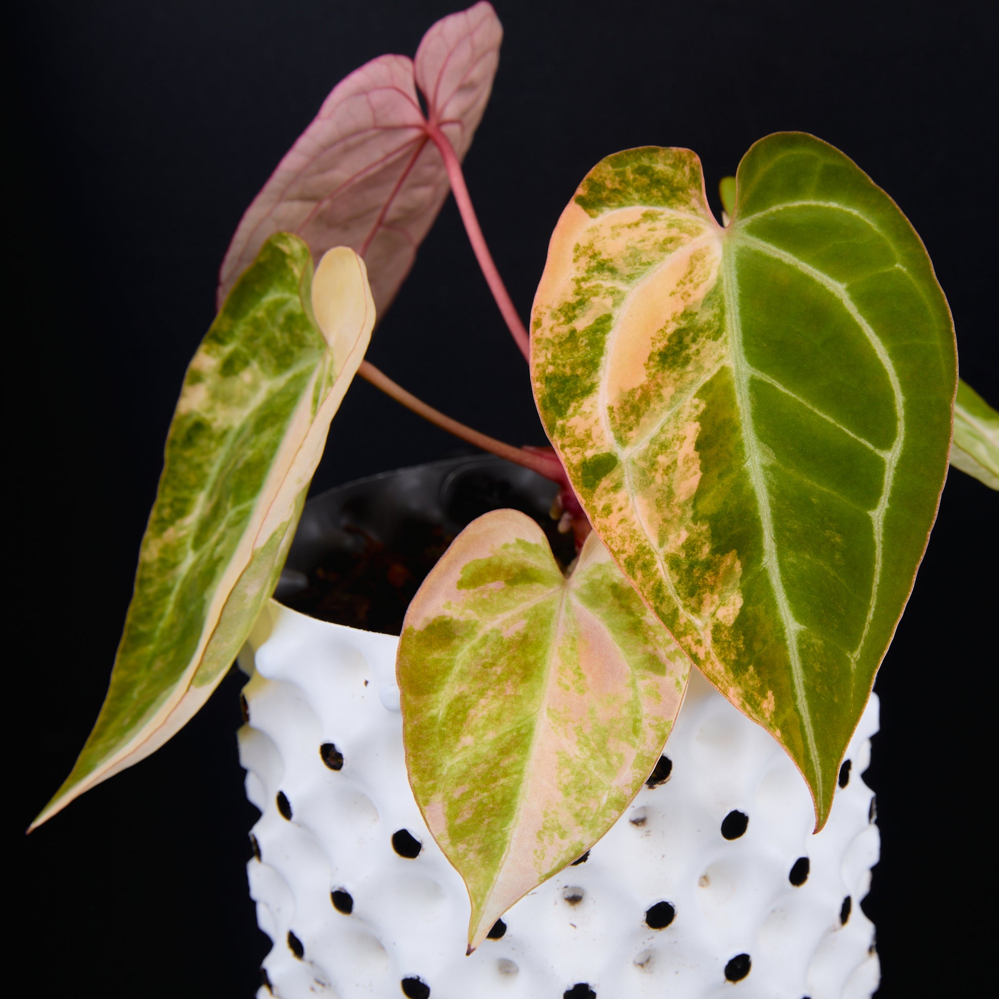 Anthurium 'AM2(Sunset)' x AOS B
