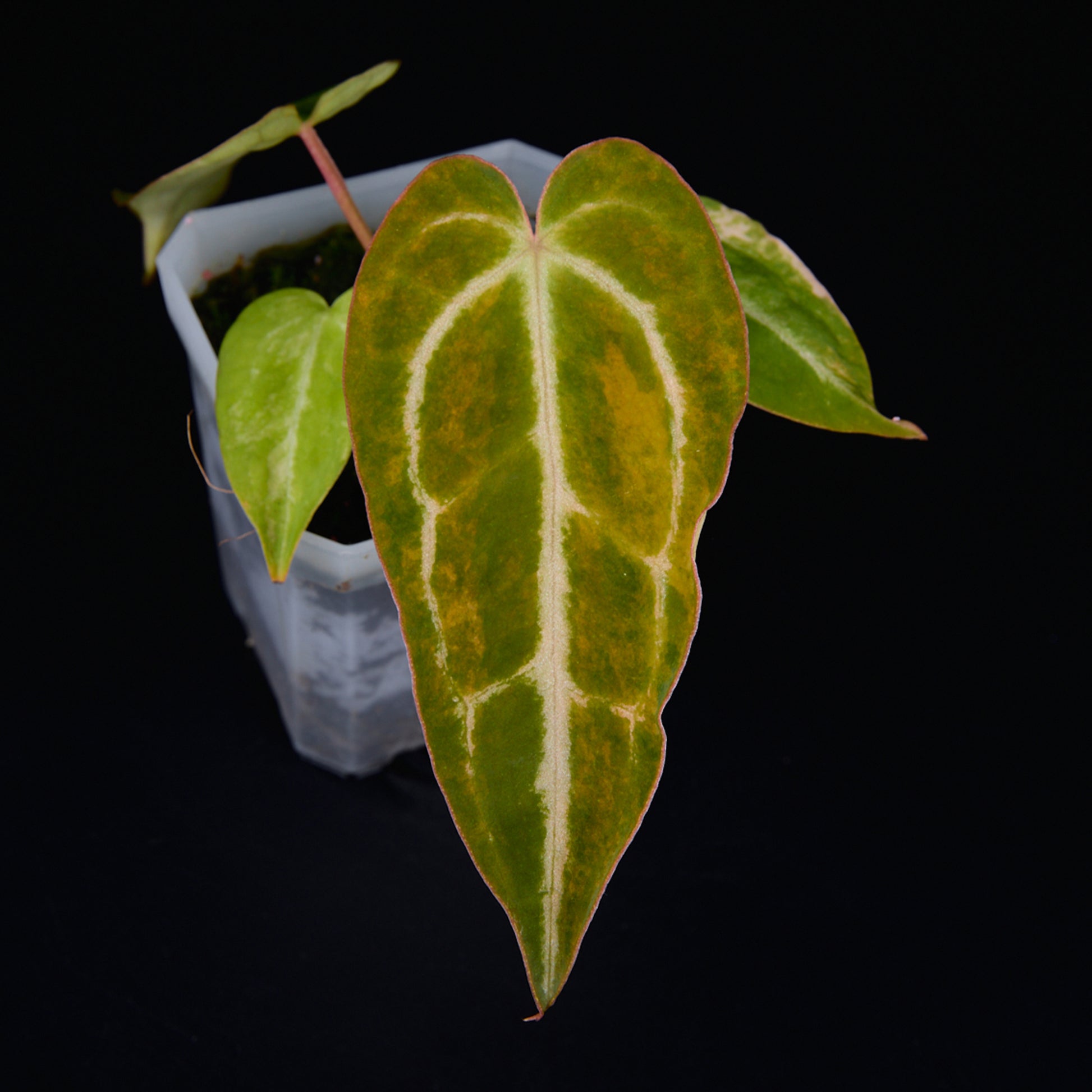 Anthurium 'AM2(Sunset)' Seedlings