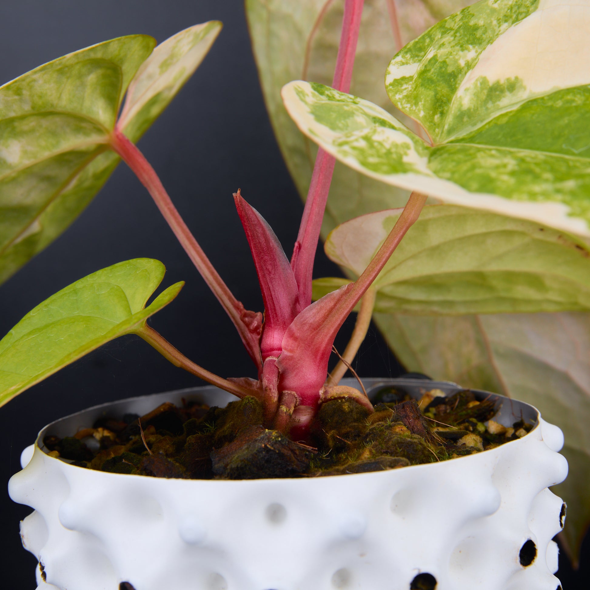 Anthurium 'AM1(Kaiser)' x magnificum B