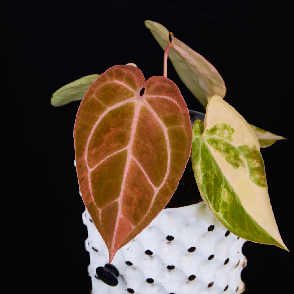 Anthurium 'AM2(Sunset)' x AOS B