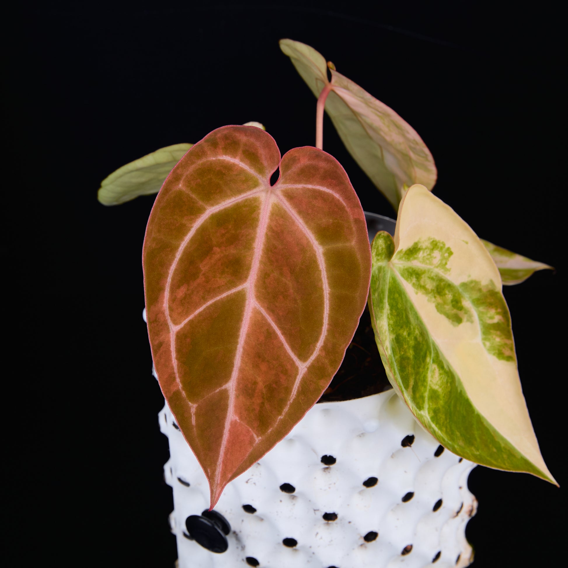 Anthurium 'AM2(Sunset)' x AOS B