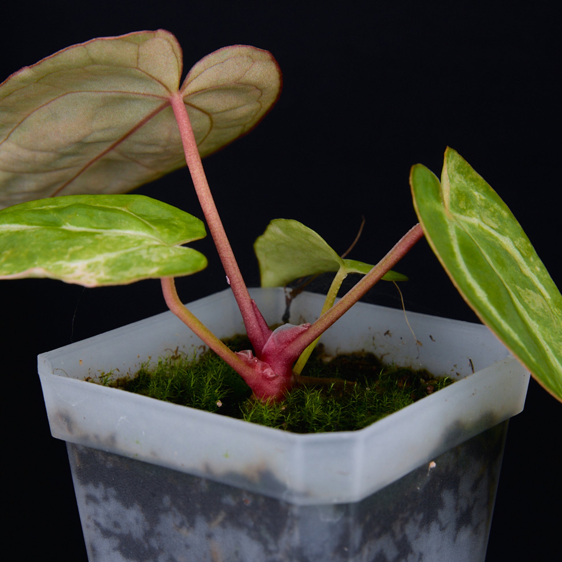 Anthurium 'AM2(Sunset)' Seedlings