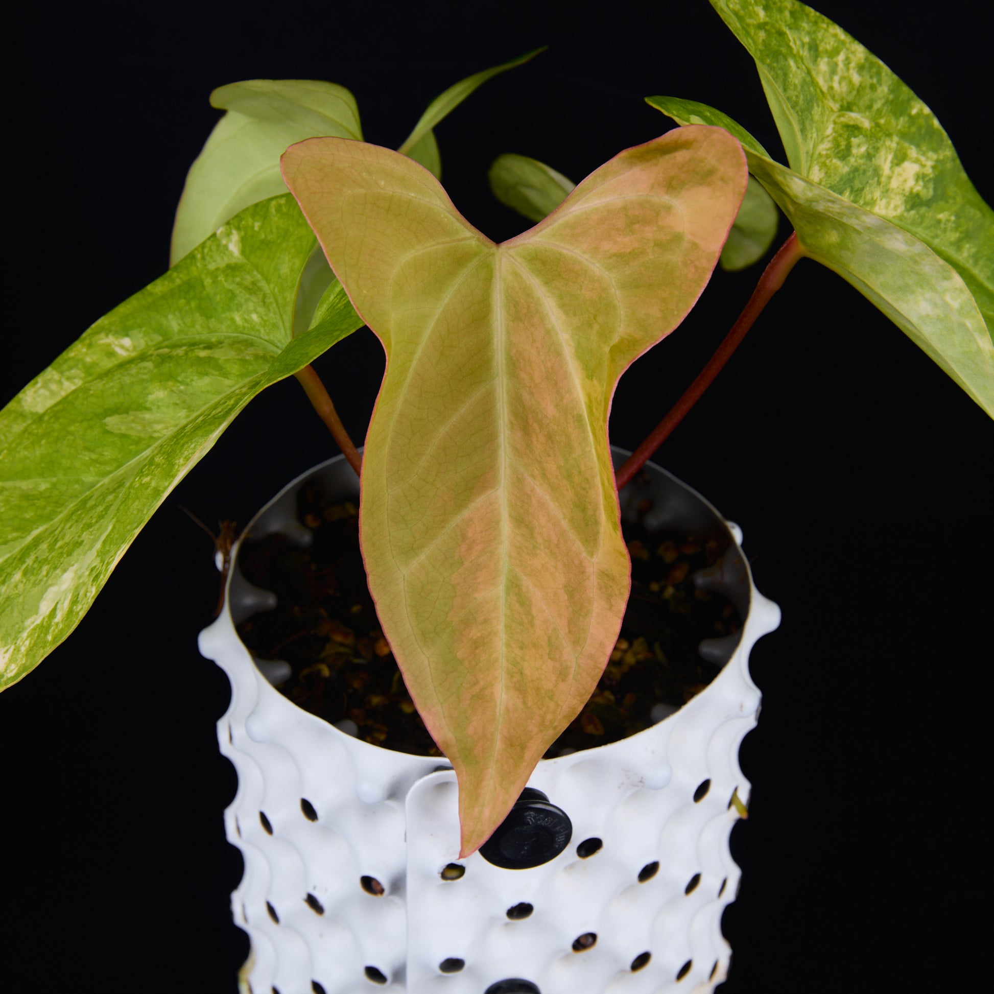 Anthurium 'AM1(Kaiser)' x subsignatum B