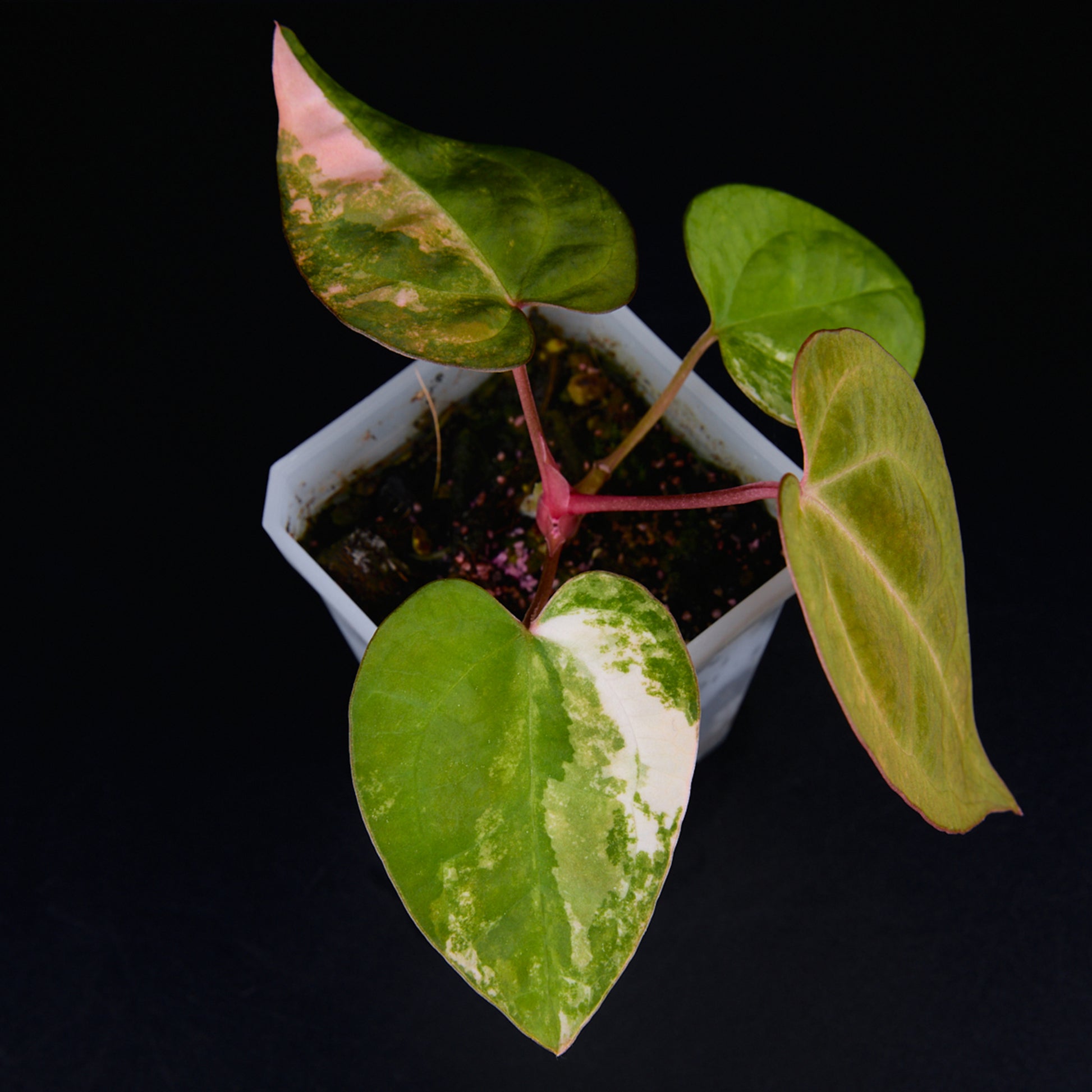 Anthurium 'AM2(Sunset)' x AOS Seedlings