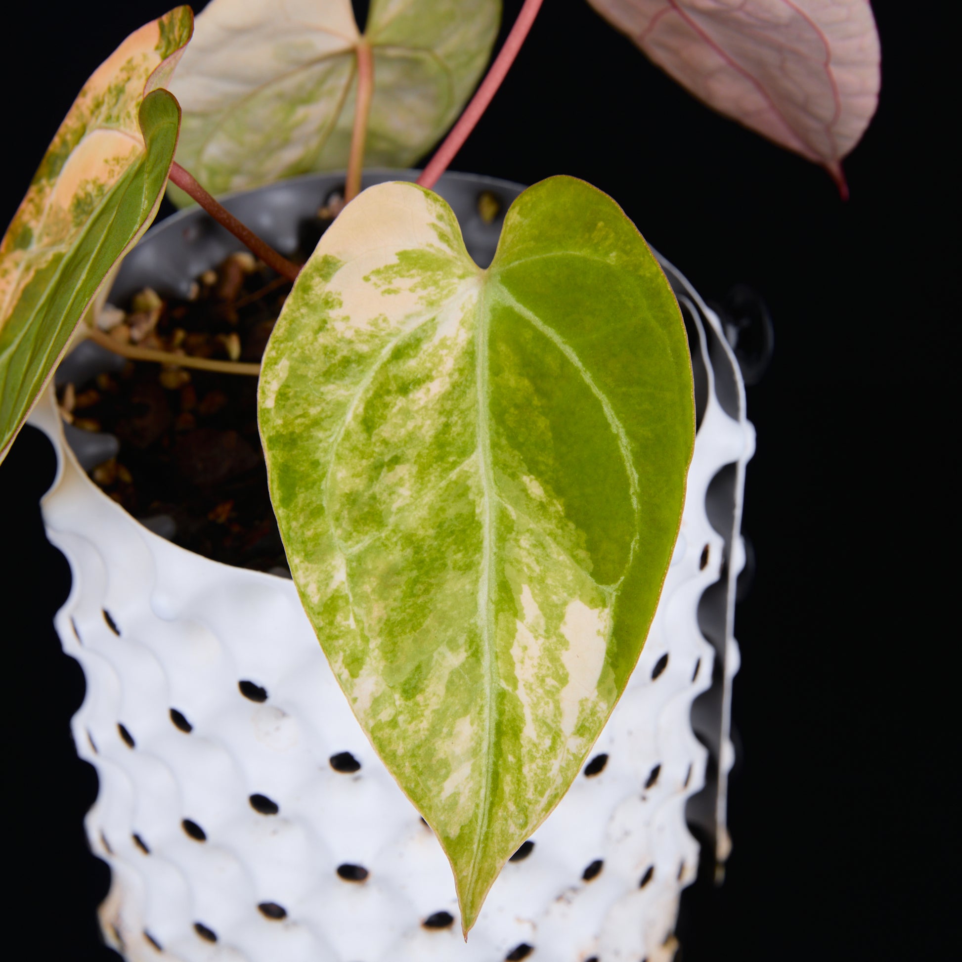 Anthurium 'AM2(Sunset)' x AOS B