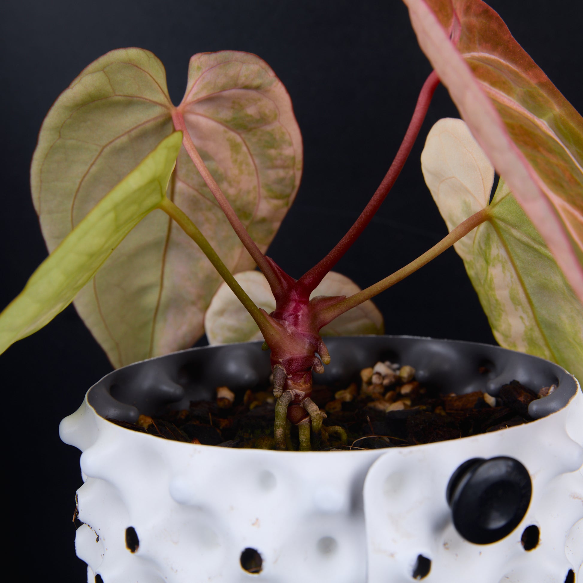 Anthurium 'AM2(Sunset)' x AOS B