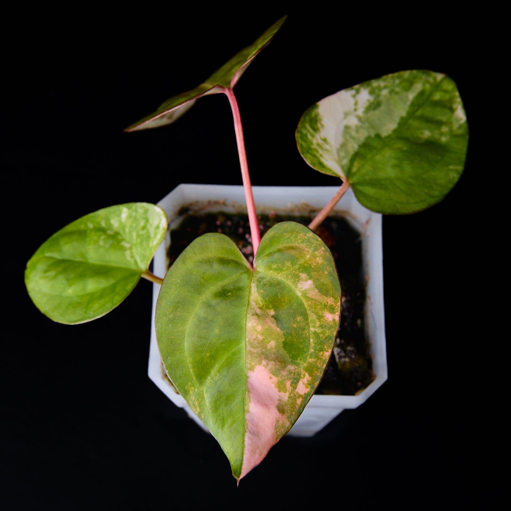 Anthurium 'AM2(Sunset)' x AOS Seedlings