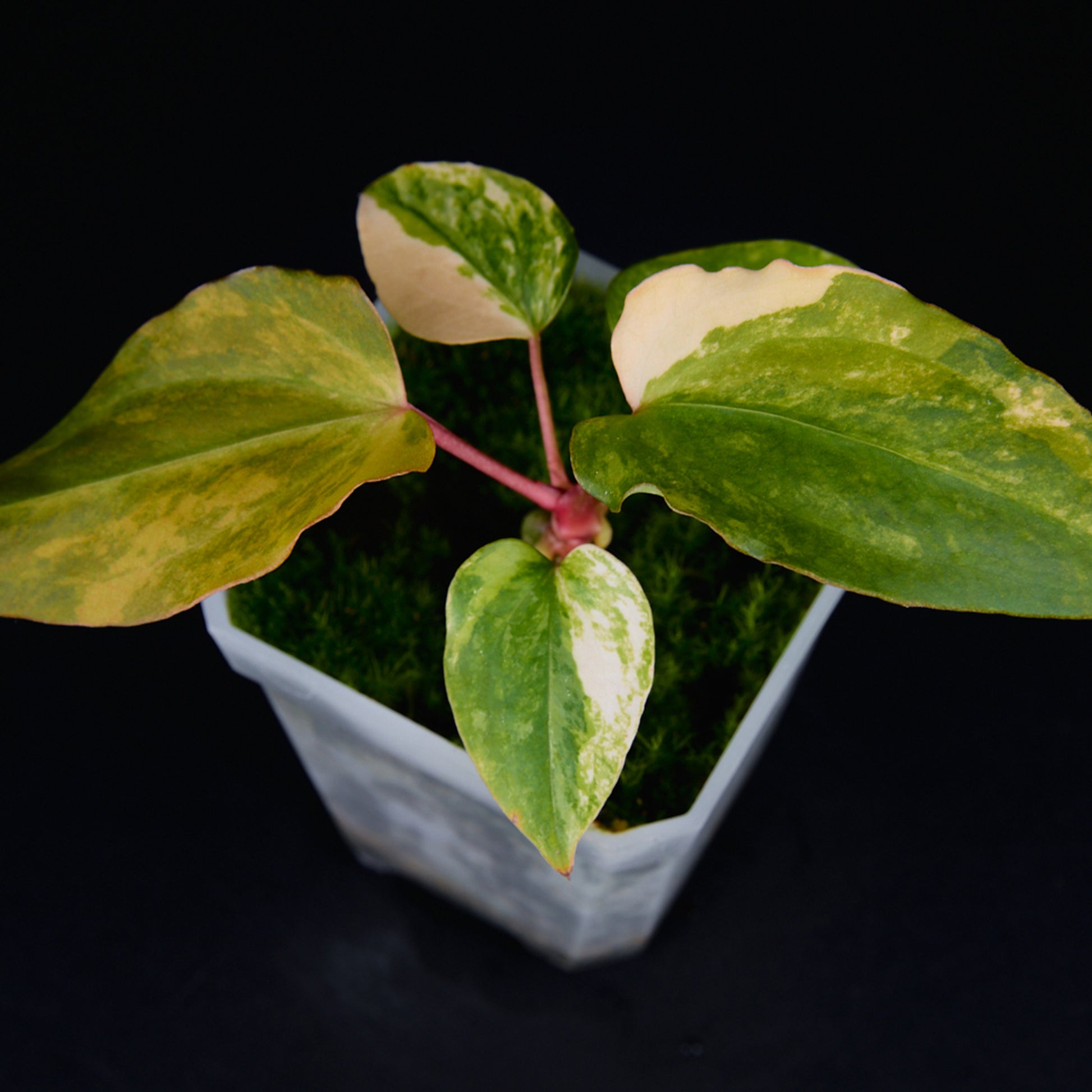 Anthurium 'AM2(Sunset)' x subsignatum Seedlings