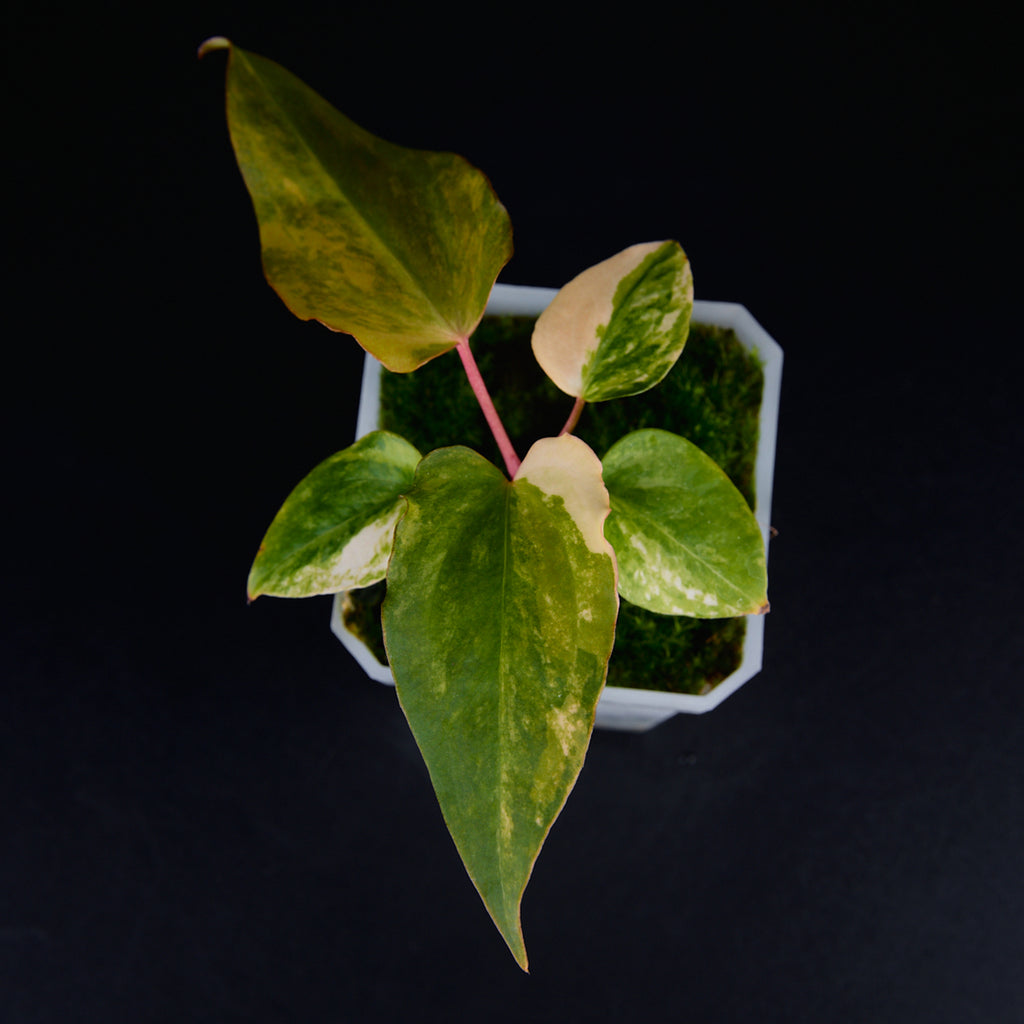 Anthurium 'AM2(Sunset)' x subsignatum Seedlings