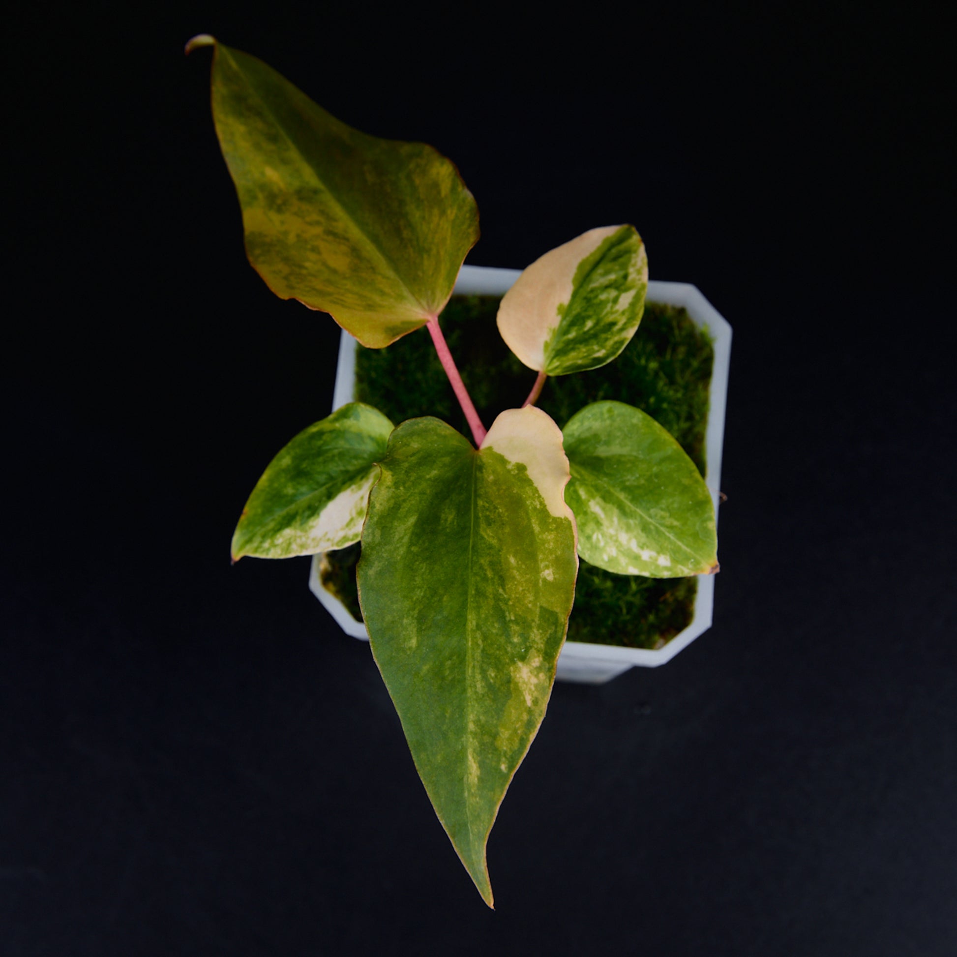 Anthurium 'AM2(Sunset)' x subsignatum Seedlings