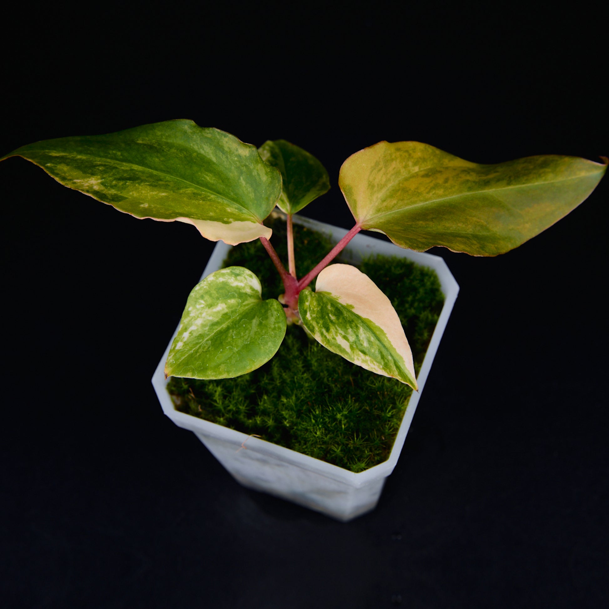 Anthurium 'AM2(Sunset)' x subsignatum Seedlings