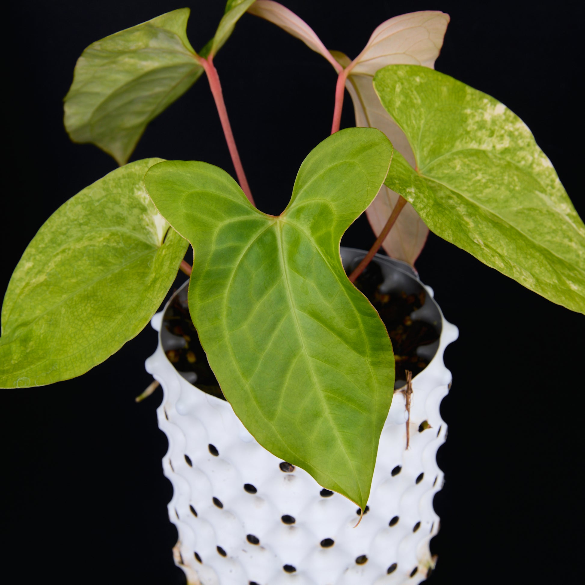 Anthurium 'AM1(Kaiser)' x subsignatum B