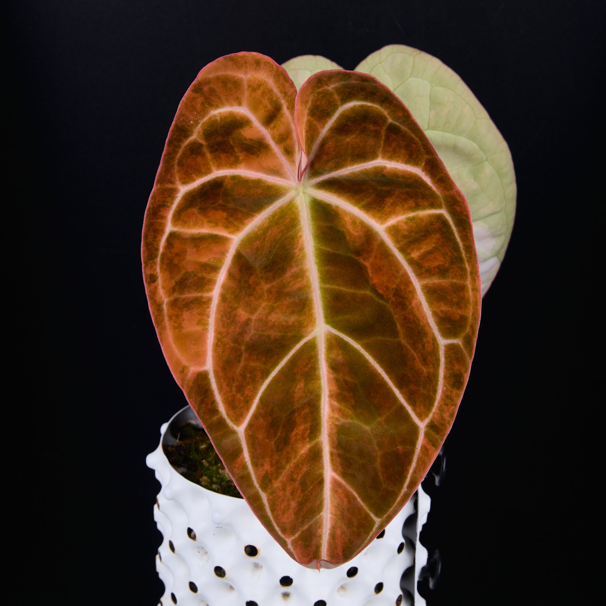 Anthurium 'AM2(Sunset)' B