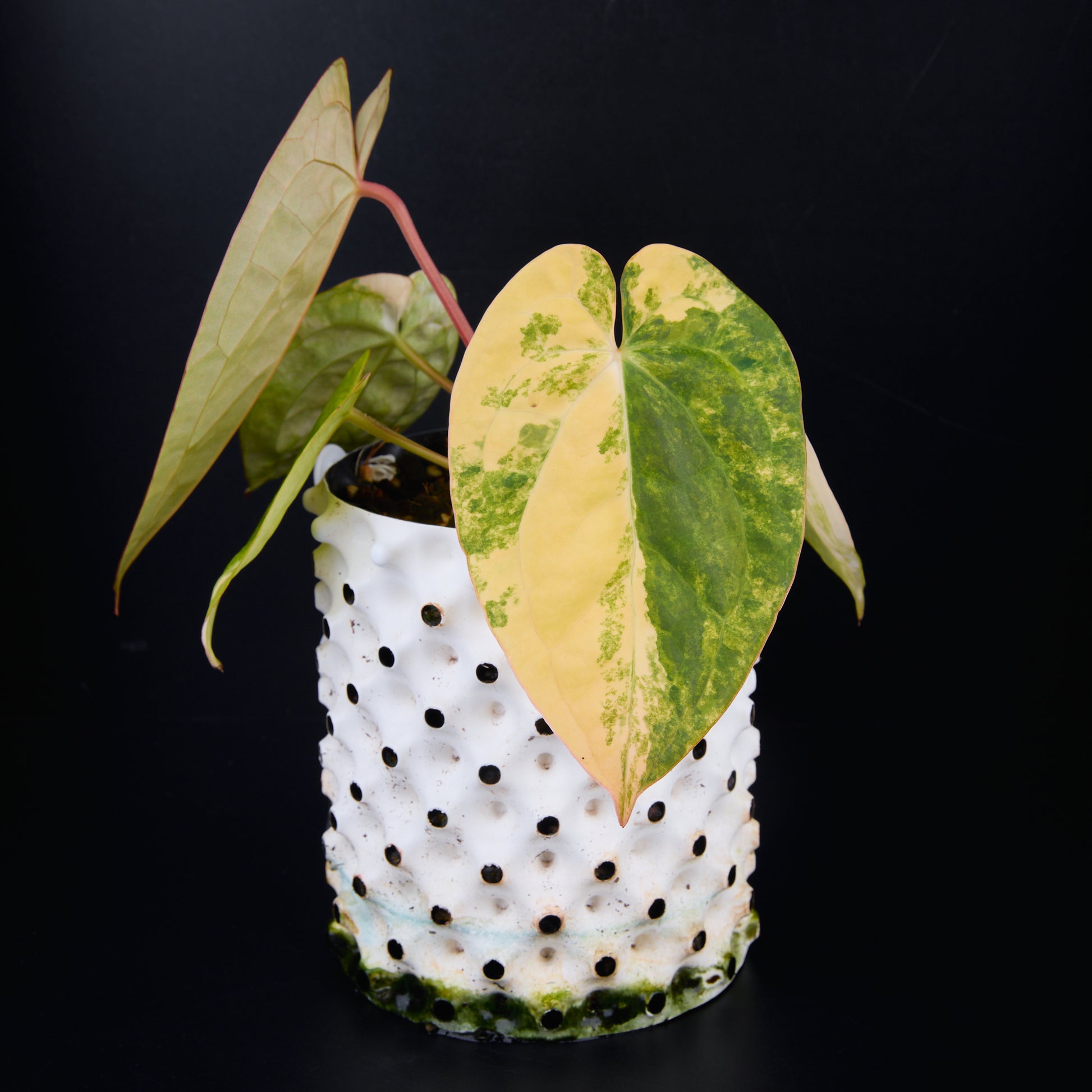 Anthurium 'AM1(Kaiser)' x magnificum C