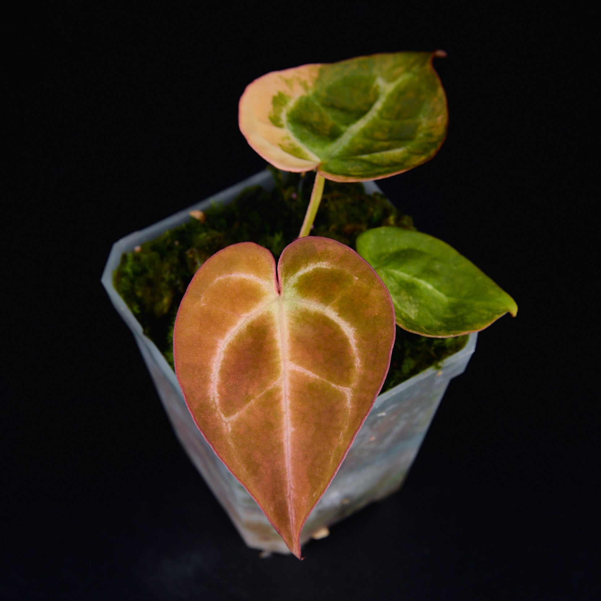 Anthurium 'AM2(Sunset)' Seedlings