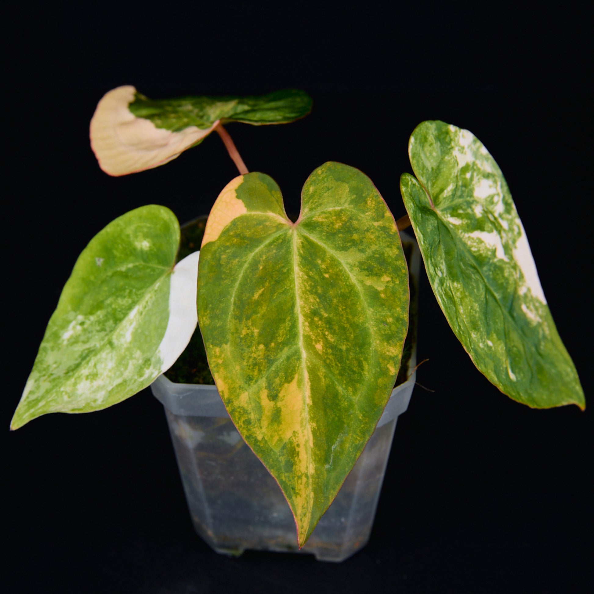 Anthurium 'AM2(Sunset)' x AOS Seedlings