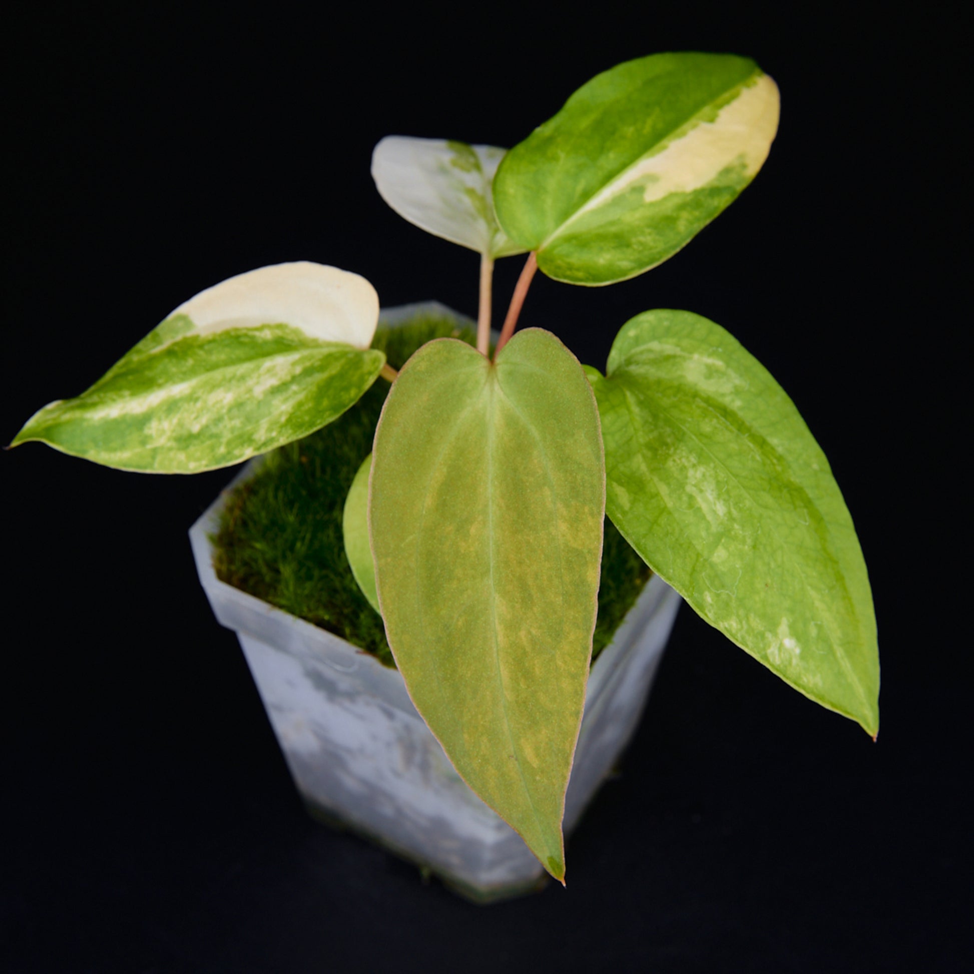 Anthurium 'AM2(Sunset)' x subsignatum Seedlings