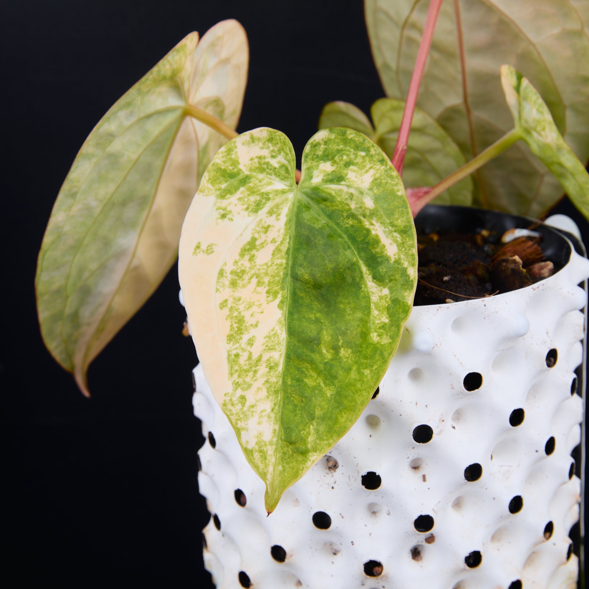 Anthurium 'AM1(Kaiser)' x magnificum C